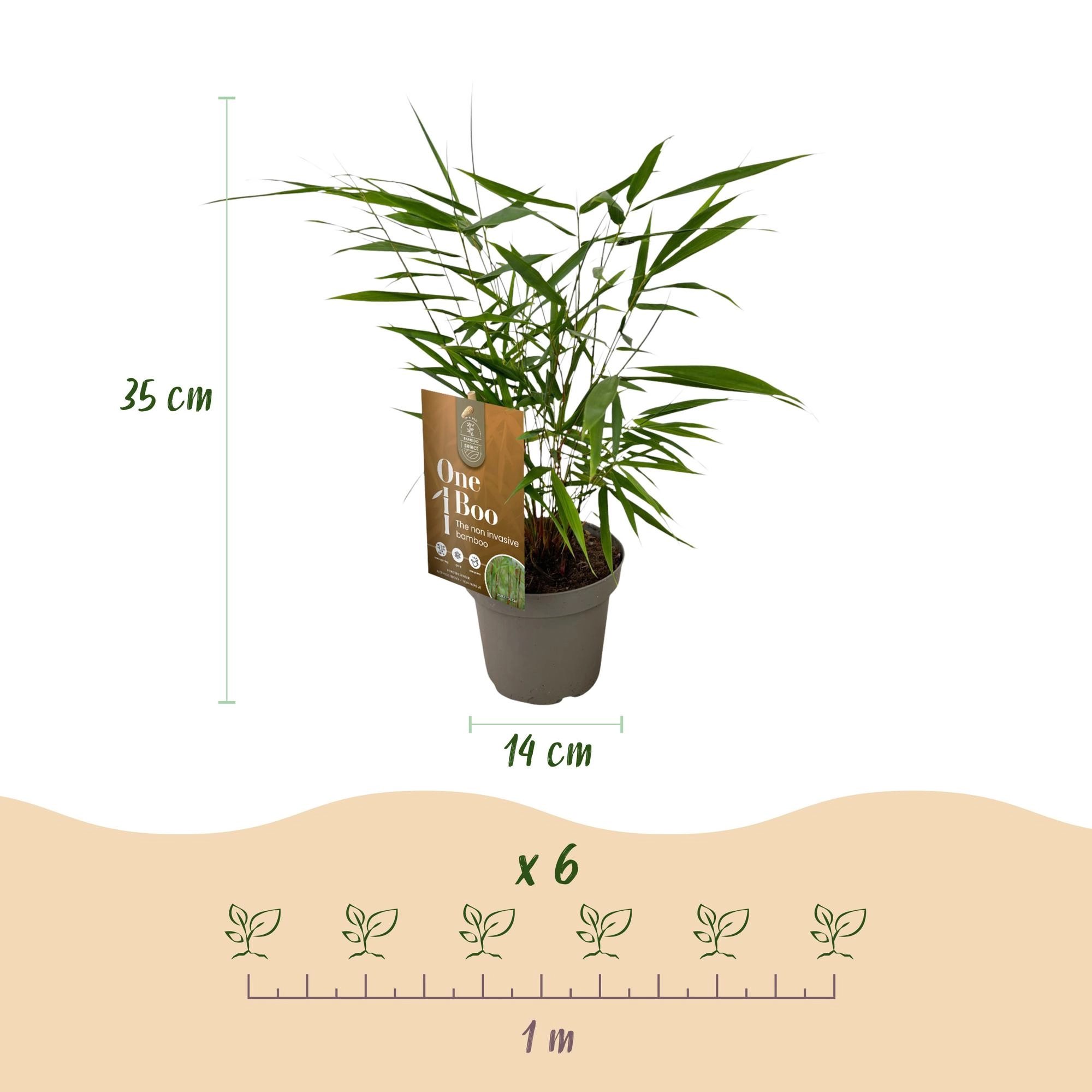 Green boutiQ - Bambus - Fargesia Asian Wonder - Immergrün - Nicht Ausbreitend - Grün - 18 Pflanzen - Topf 14cm - Höhe 35cm Bild 3