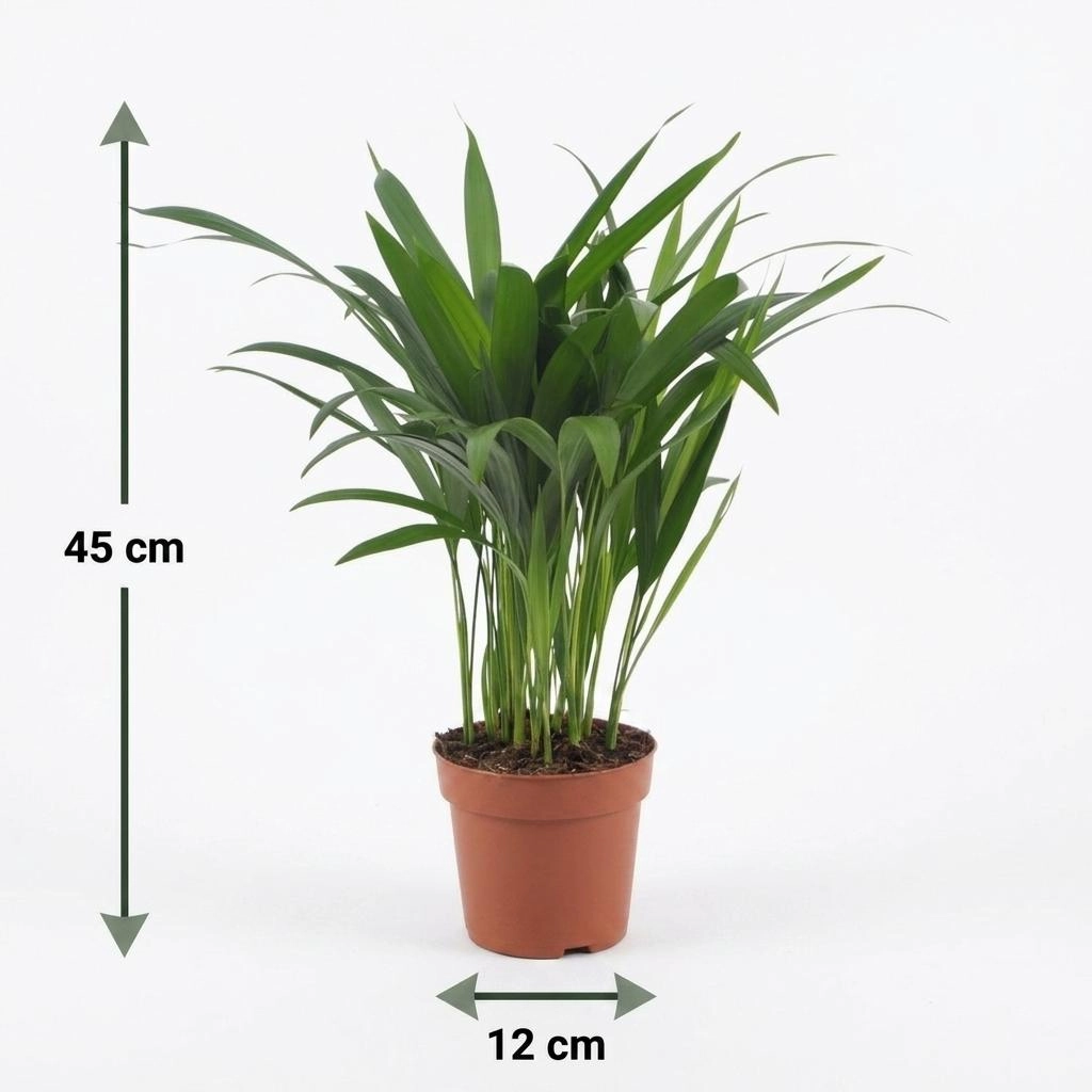 Green boutiQ - Areca Lutescens - Goldfruchtpalme - 4 Pflanzen - Topf 12cm - Höhe - 45cm Bild 5