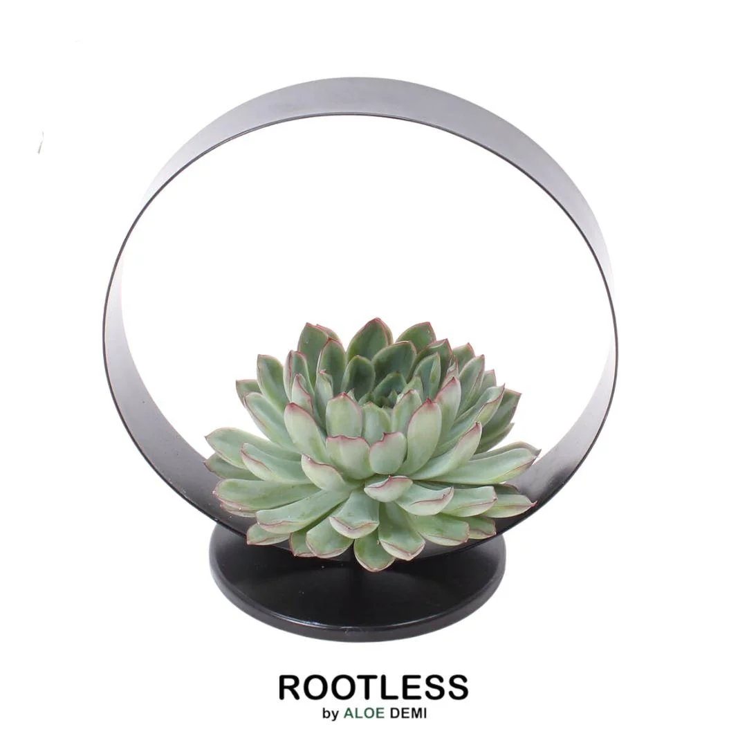 ROOTLESS Echeveria Pulidonis Bild 9