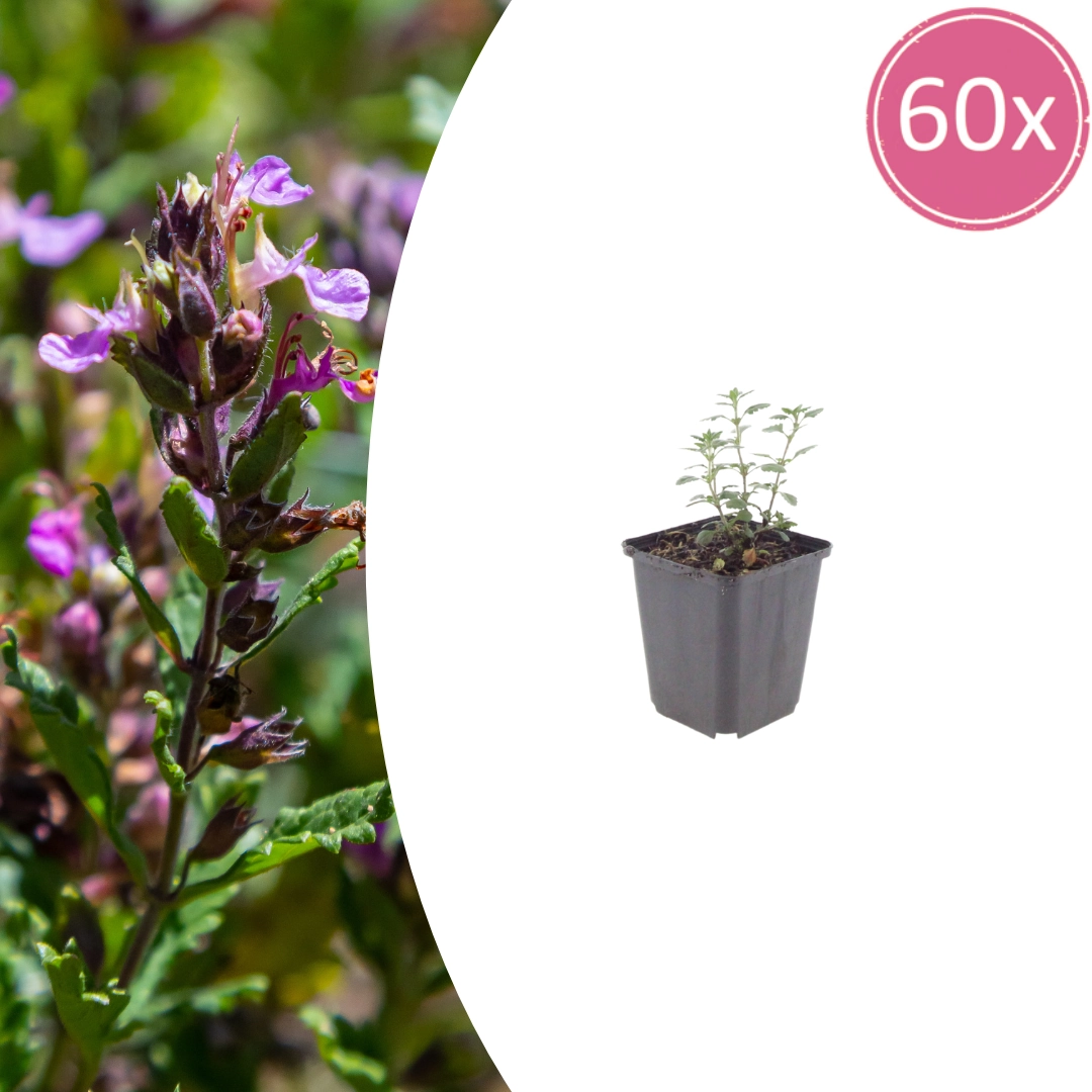 Teucrium lucidrys