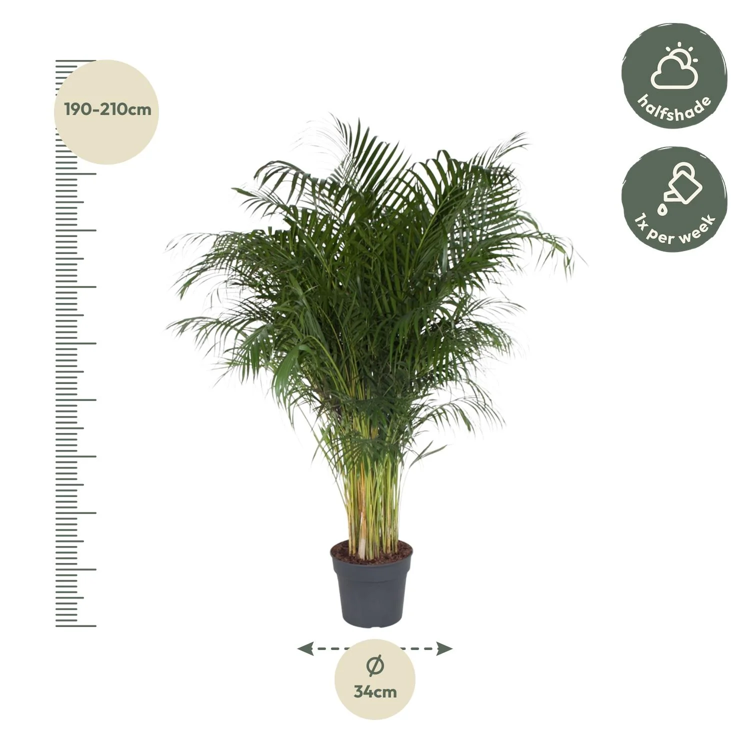 Dypsis Lutescens - 200 cm - ø34 Bild 2