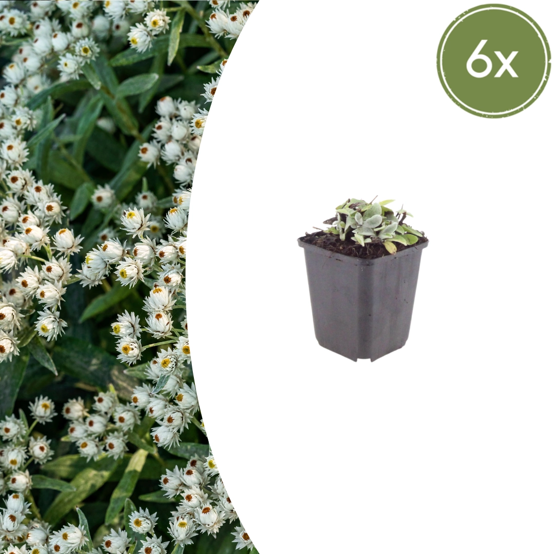 Anaphalis triplinervis