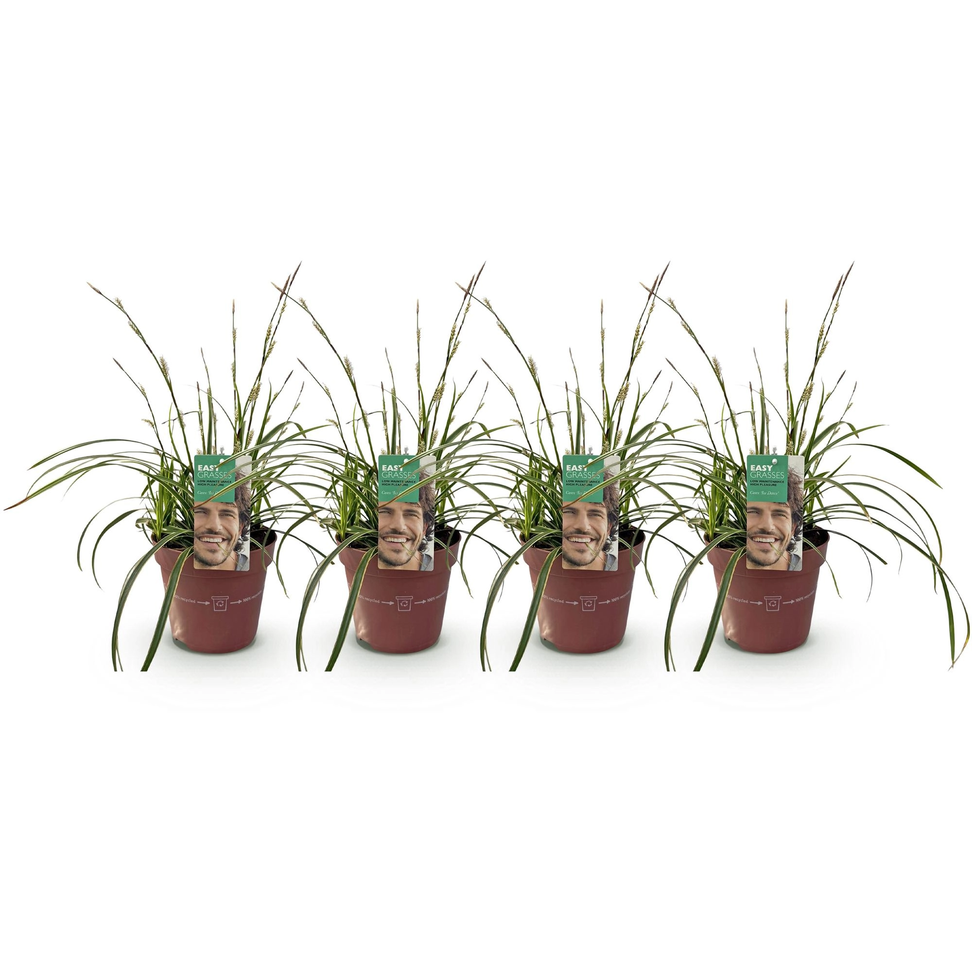 Ziergräser - Carex morrowii Ice Dance - Weiß & Grün - 4 Pflanzen - Immergrün - Wenig Pflege - Topf 17cm Höhe 50cm