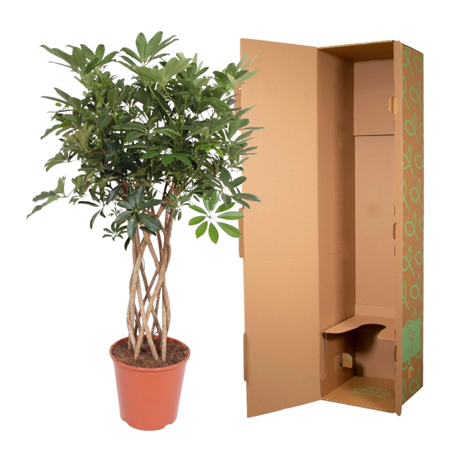 Schefflera Arboricola Compacta – Grüne Schönheiten für Dein Zuhause Bild 4