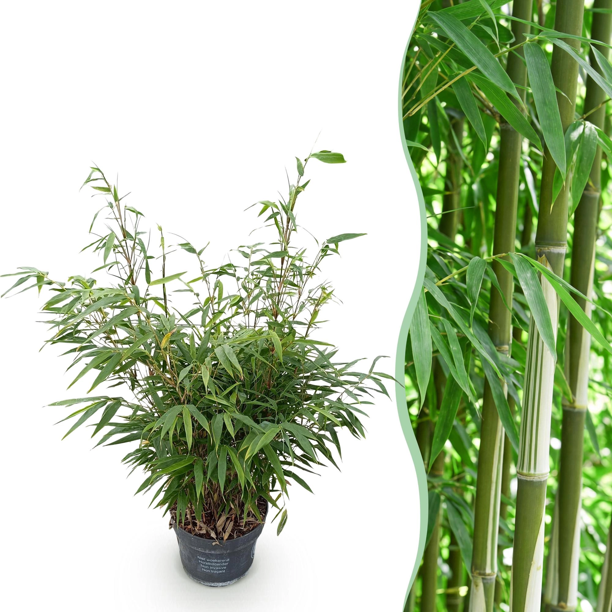 Fargesia Robust A Pingwu