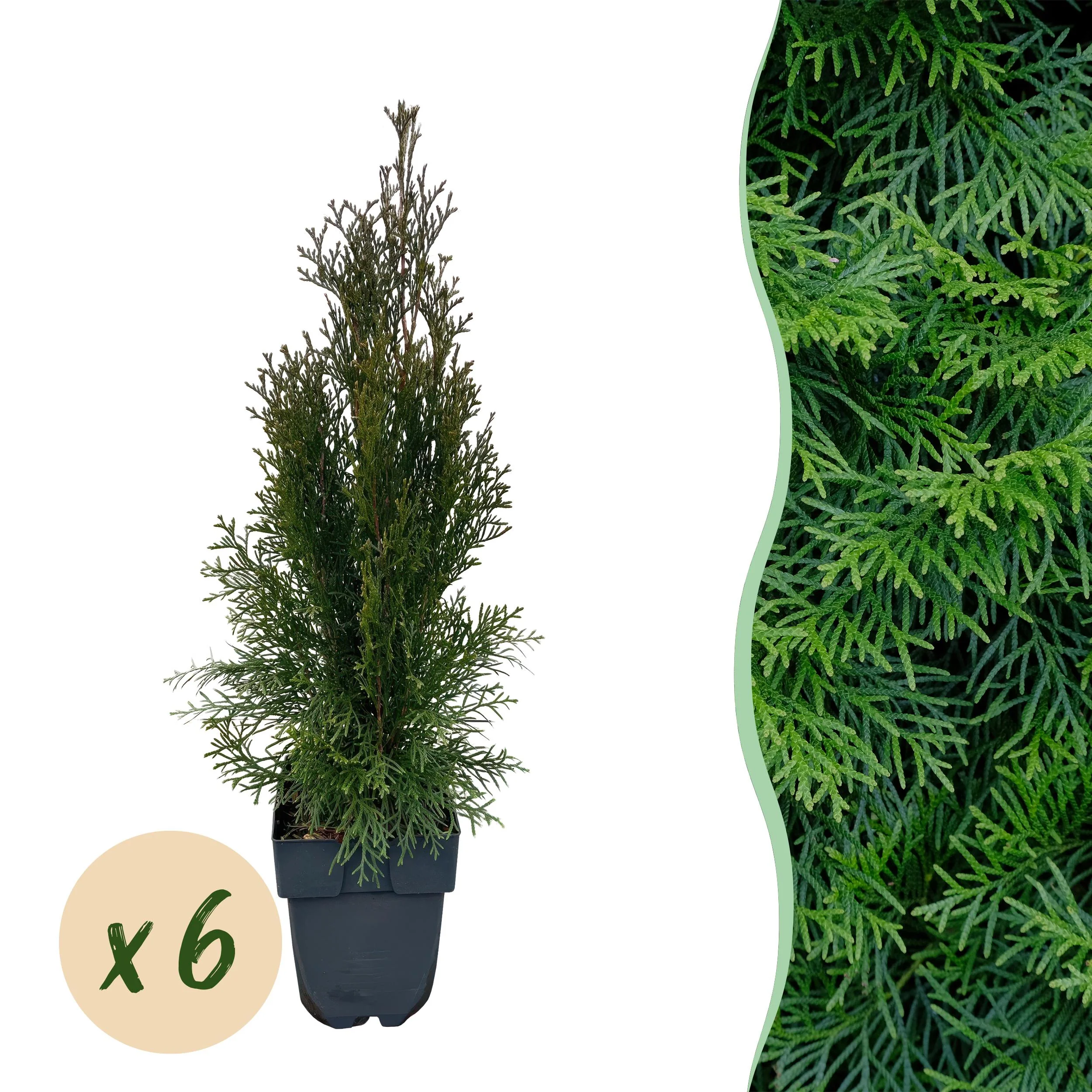 Thuja occidentalis Smaragdist