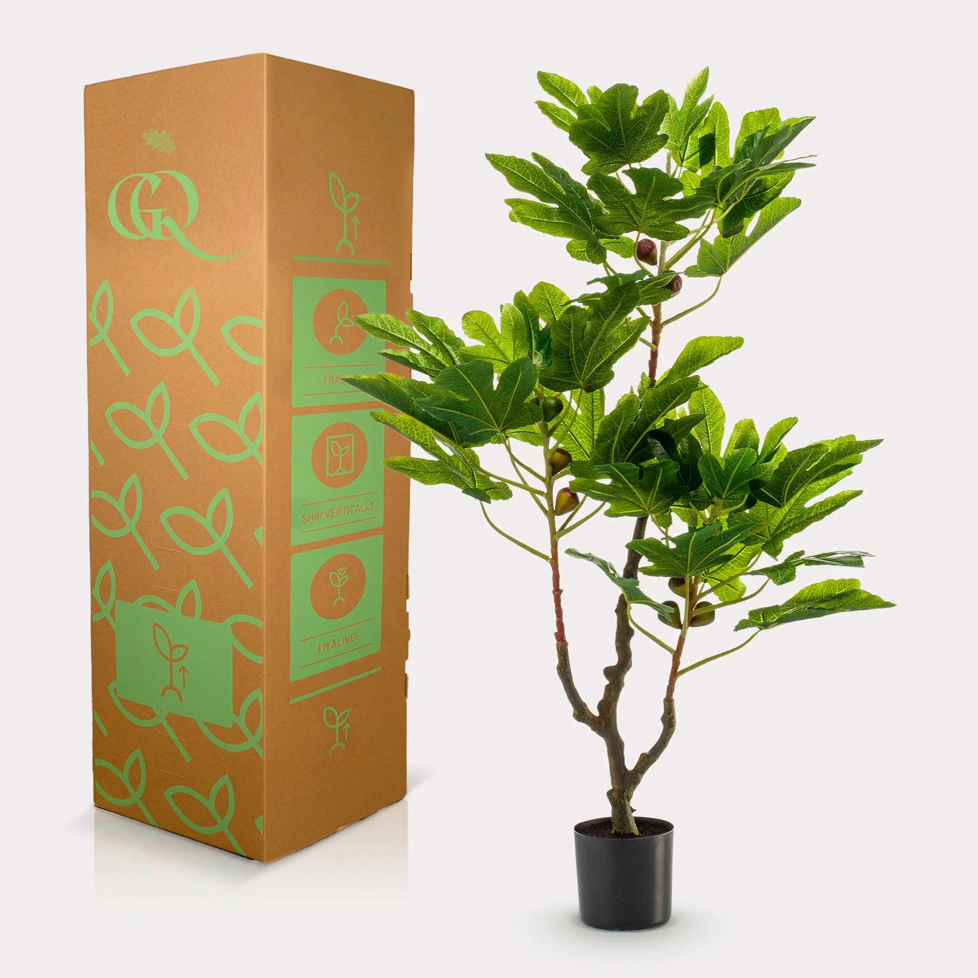 Kunstfeigenbaum – Ficus Carica