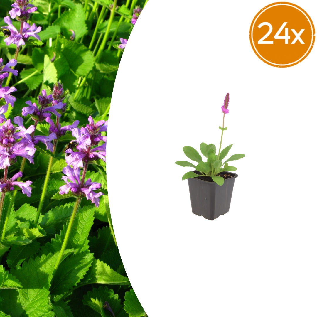 Stachys monieri 'Hummelo'