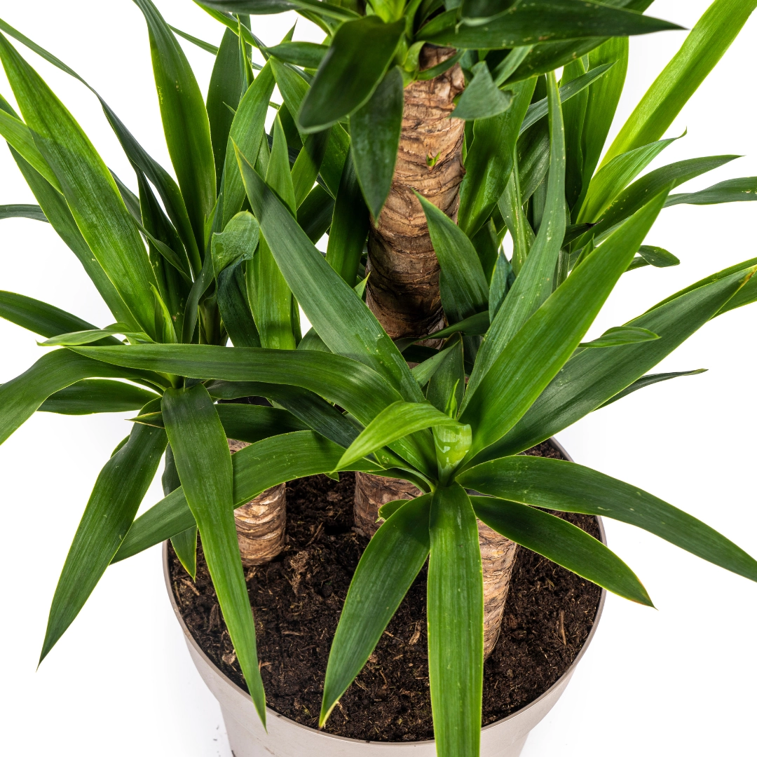 Yucca Elephantipes Ø30cm - ↕90 - 110cm Bild 3