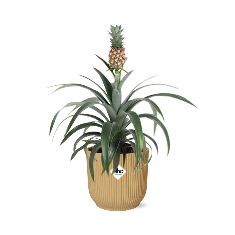 Ananas-Pflanze | Ananas comosus
