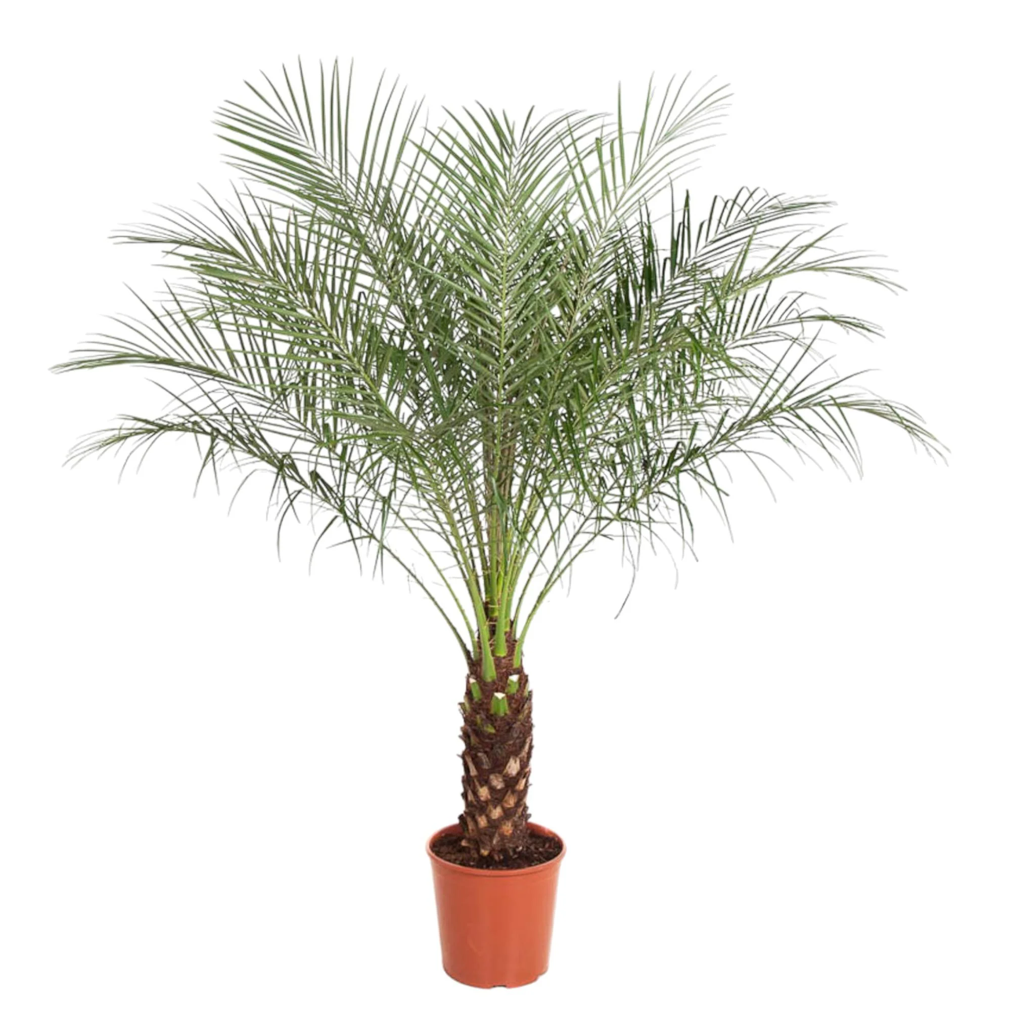 Kanarische Dattelpalme (Phoenix Canariensis)