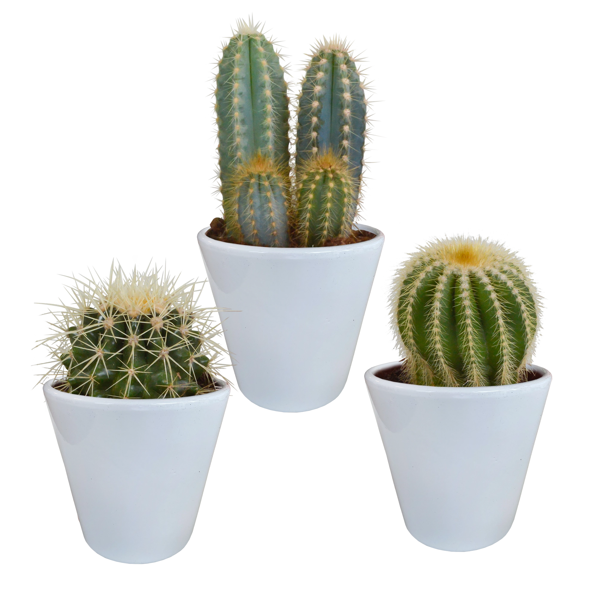 Kakteenmischung 8,5 cm - 3x - in witte pot Bild 7