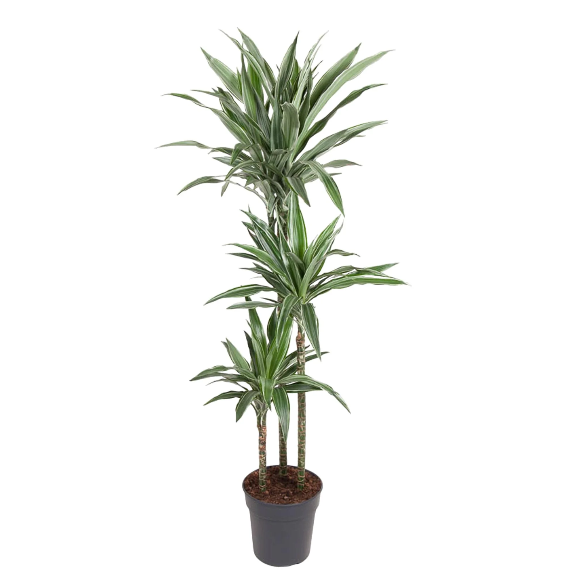 Dracaena Warneckei
