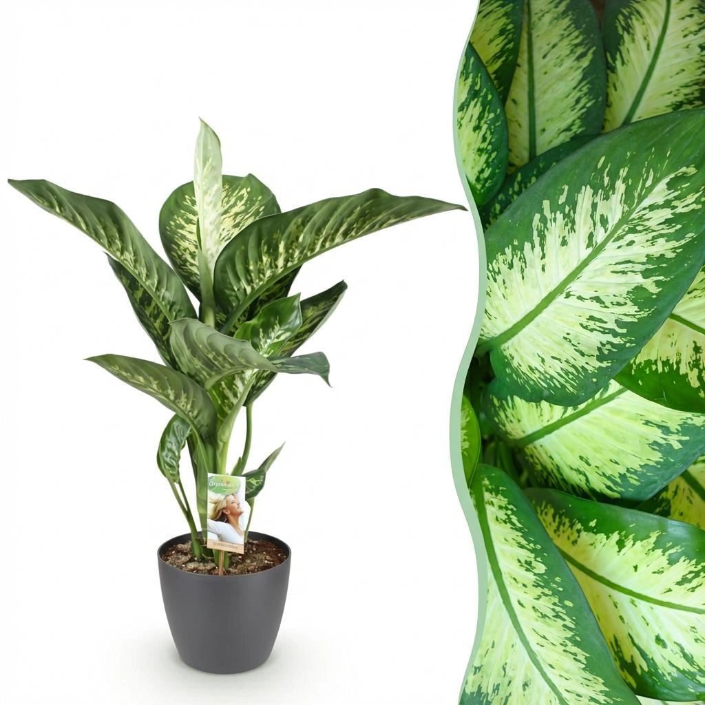 Dieffenbachia Tropic Snow