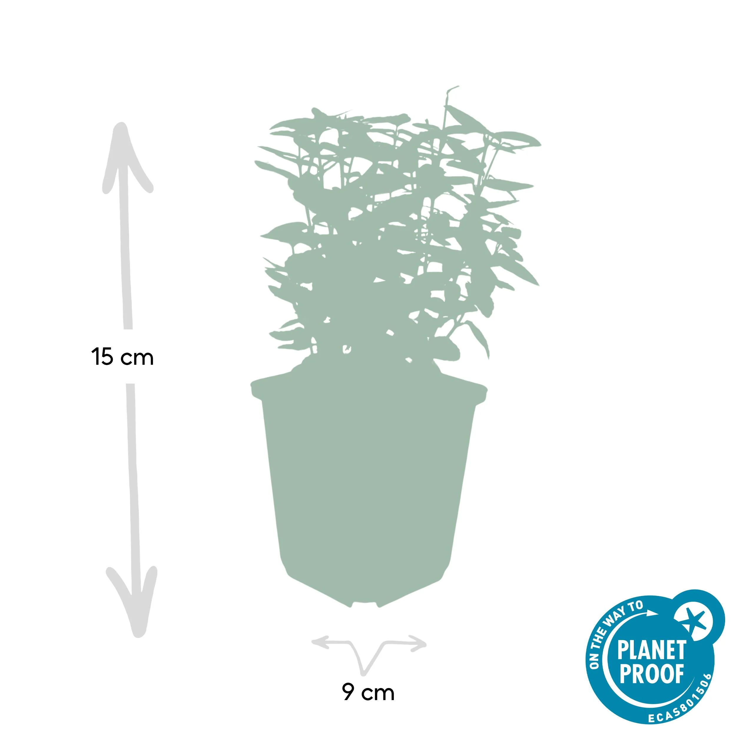 48x Euonymus fort. Emerald n Gold’ - ↕10-25cm - Ø9cm Bild 3