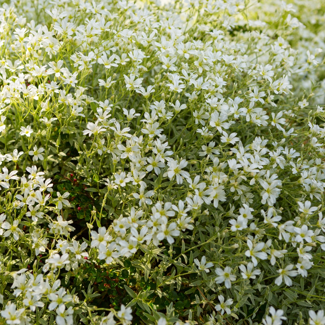 Cerastium tomentosum - Filziges Hornkraut