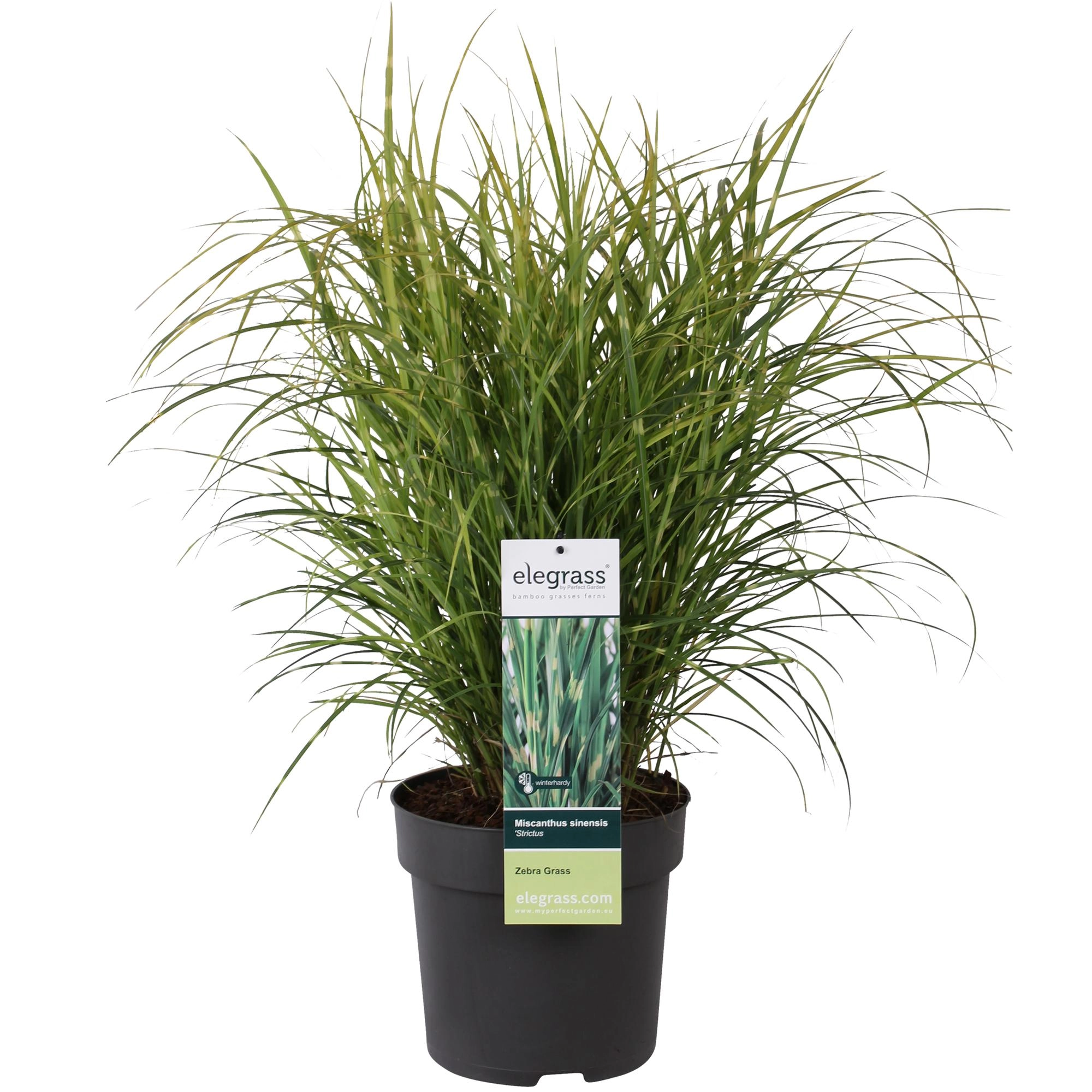 Miscanthus sinensis Strictus (Zebra-Gras)