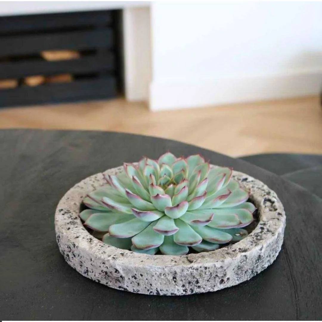 ROOTLESS Echeveria Pulidonis Bild 14