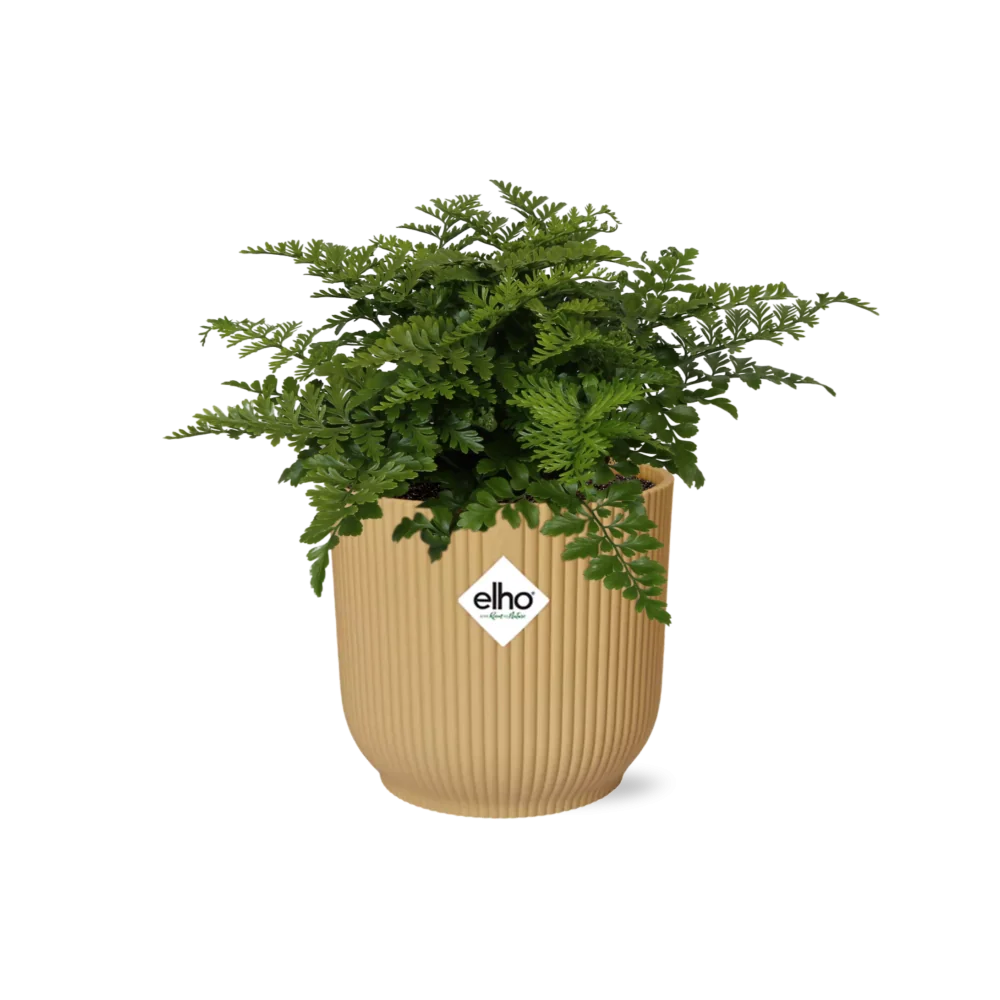 Spleenwort – Luftreinigende Zimmerpflanze