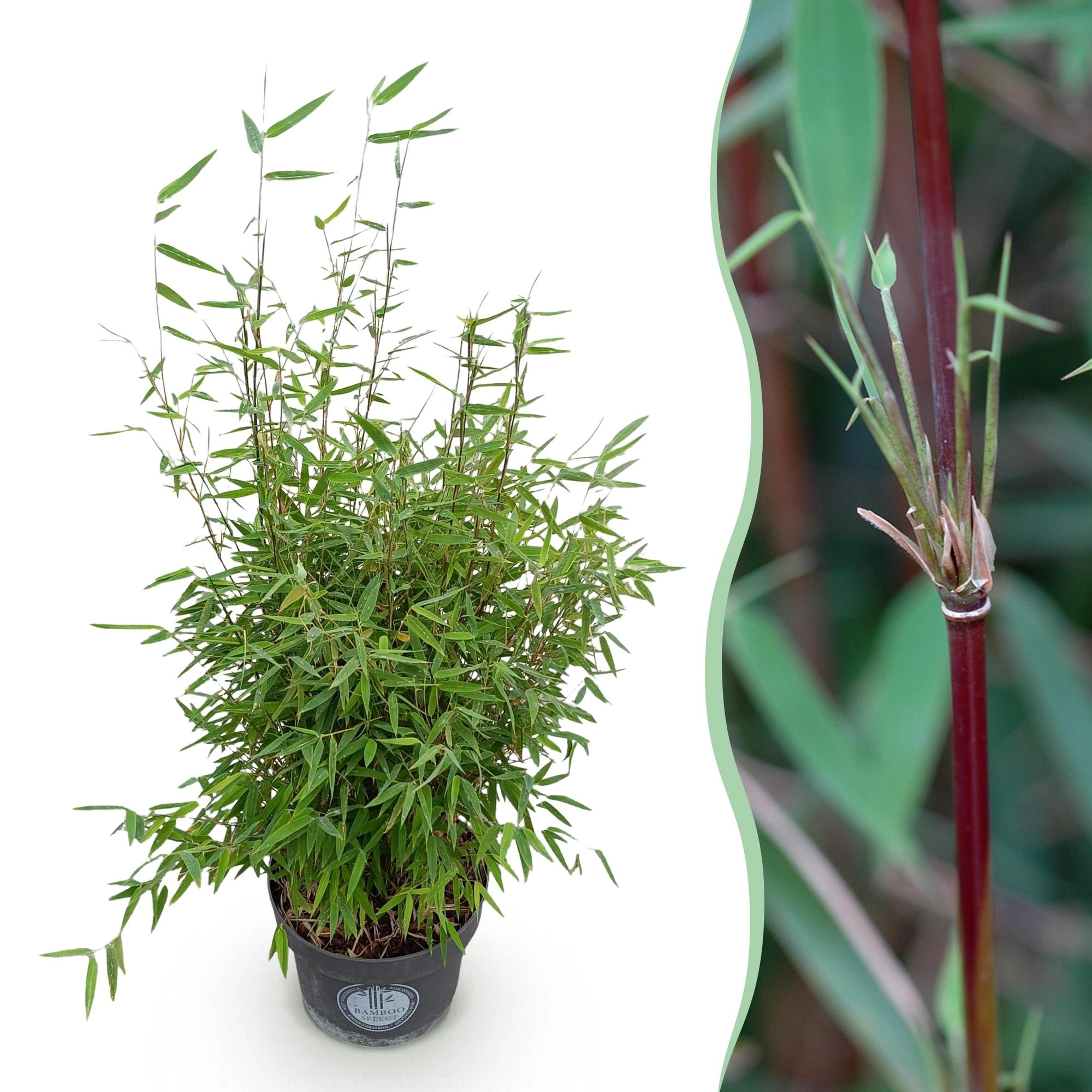Fargesia Nitida Red Dragon