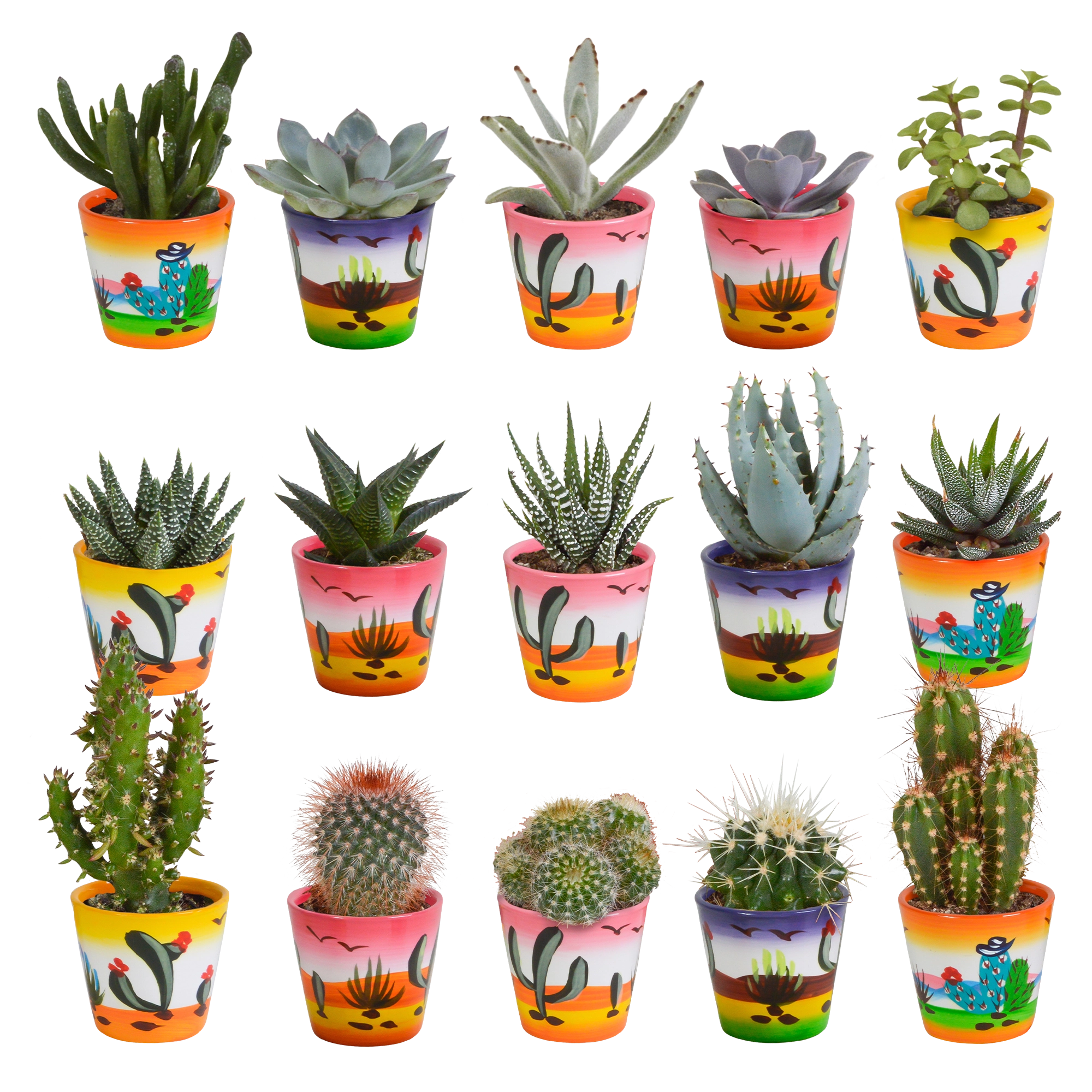 Cactus en vetplanten Mischung 5,5 cm 15 stück - in Mexicaanse pot Bild 19