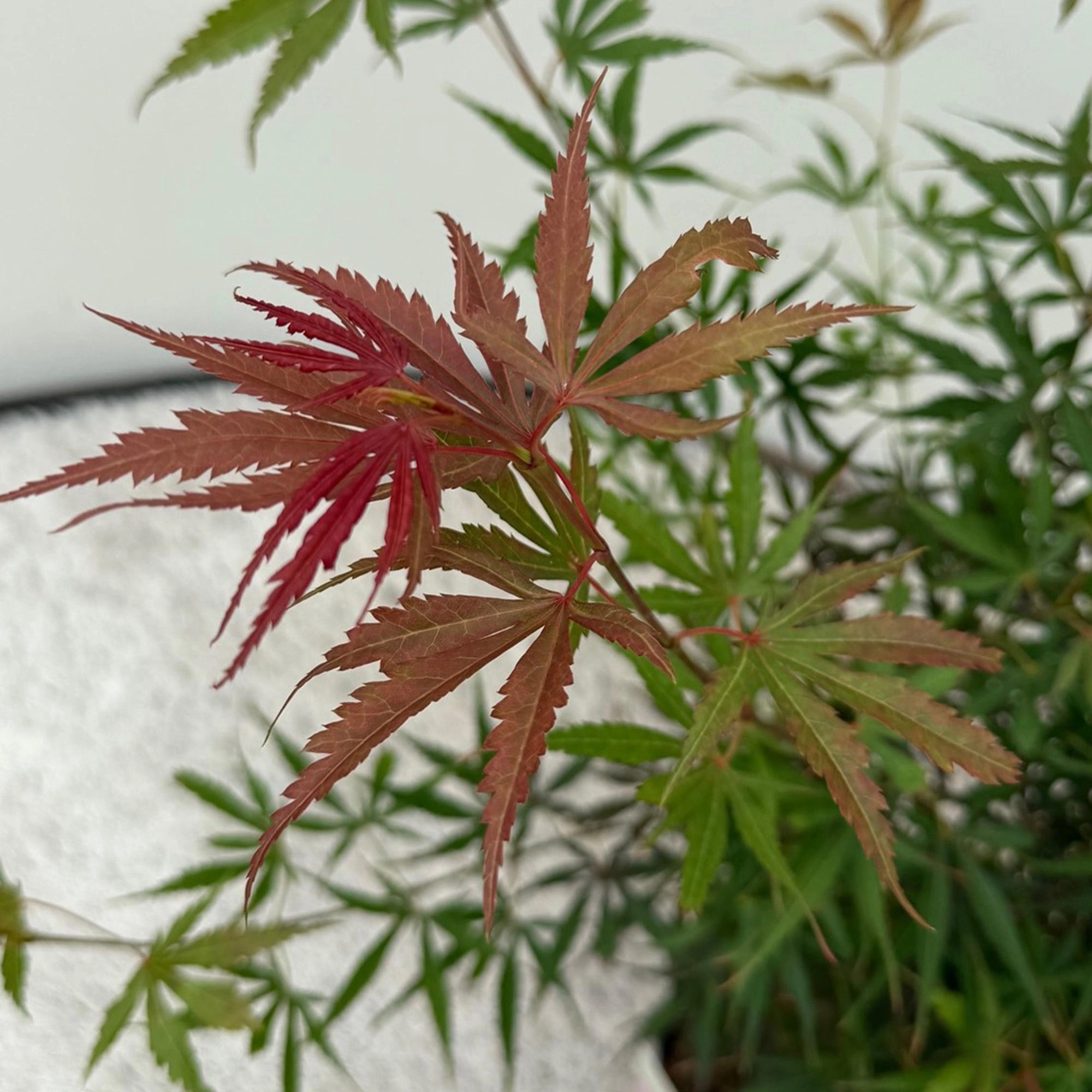 Balkonpflanze - Japanischer Ahorn - Acer palmatum Jerre Swarts - Dunkelrot - 2 Pflanzen - Laubabwerfend - Topf 19cm Höhe 70cm