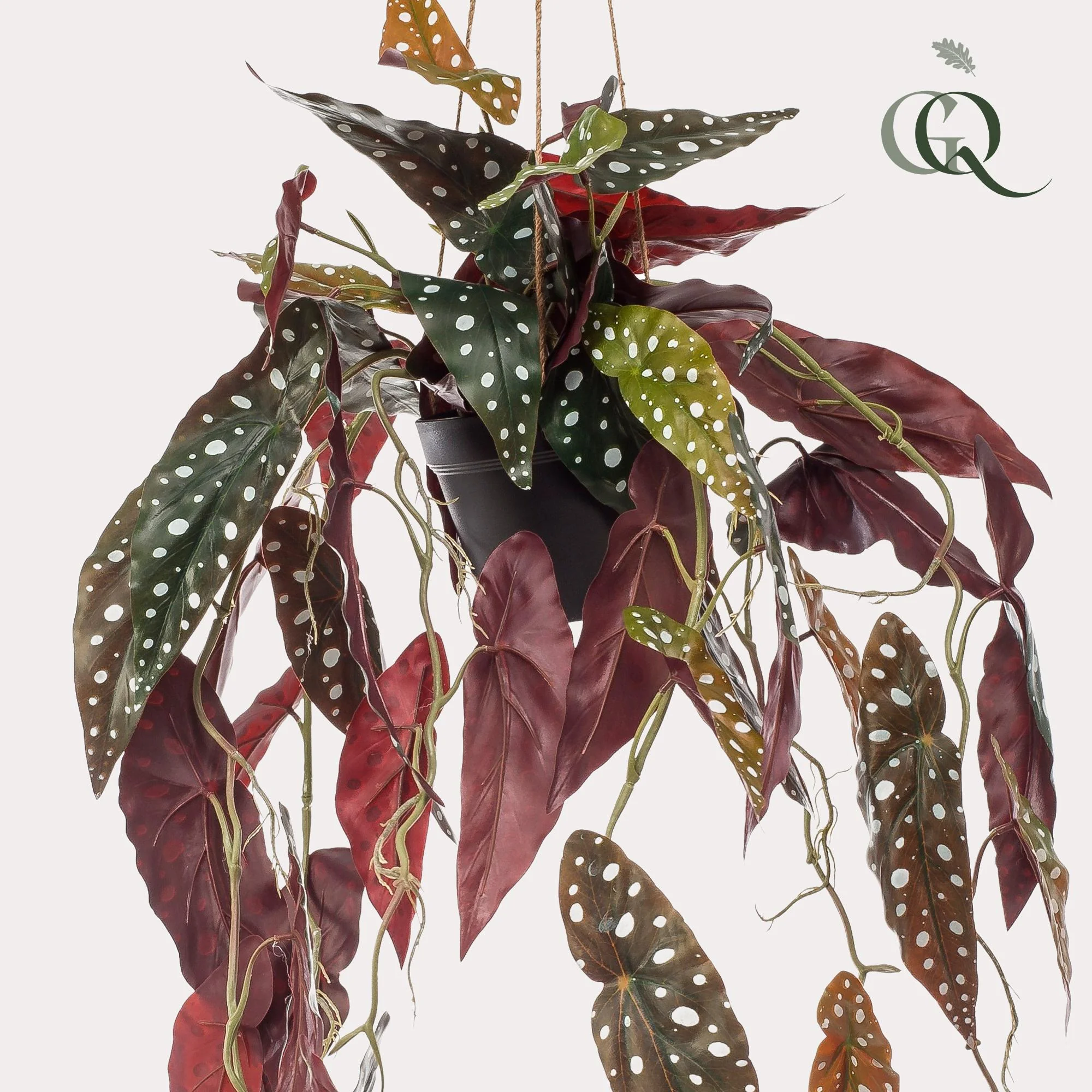 Kunst-Begonia Maculata (Forellenbegonie)