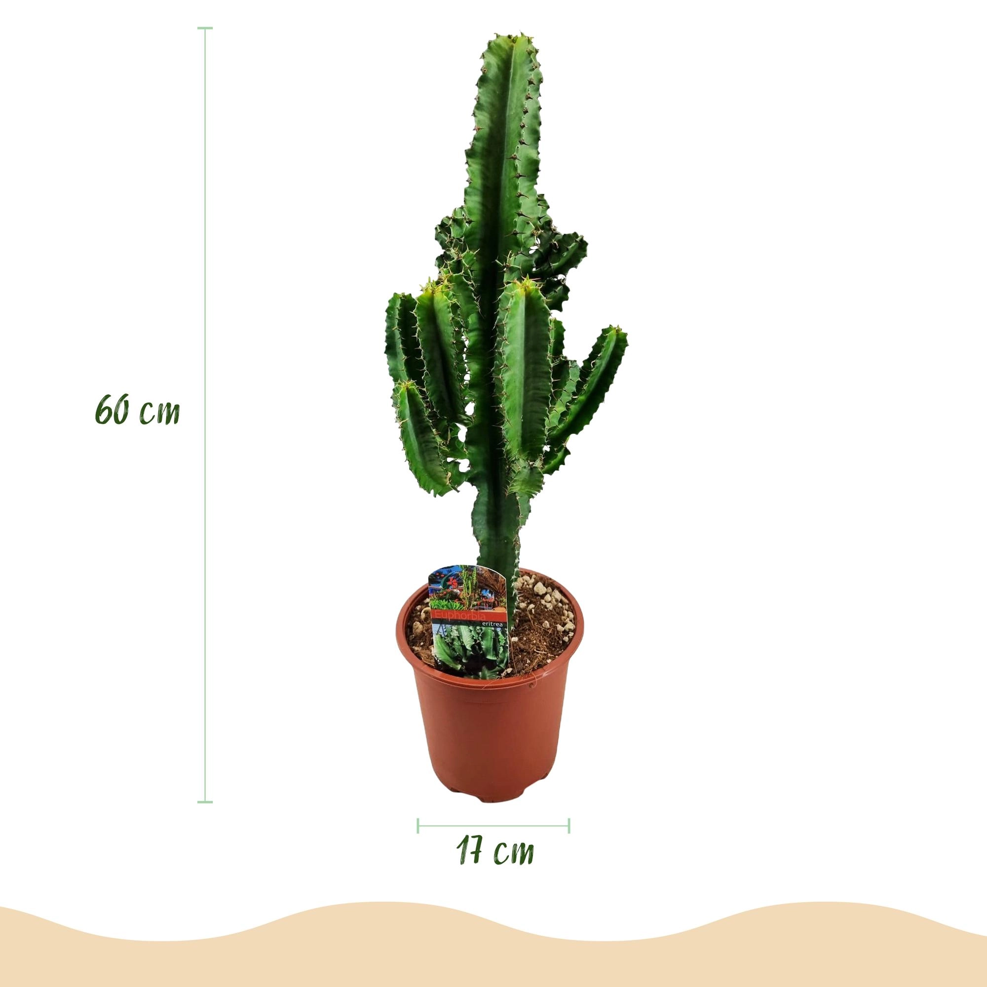 Euphorbia Eritrea
