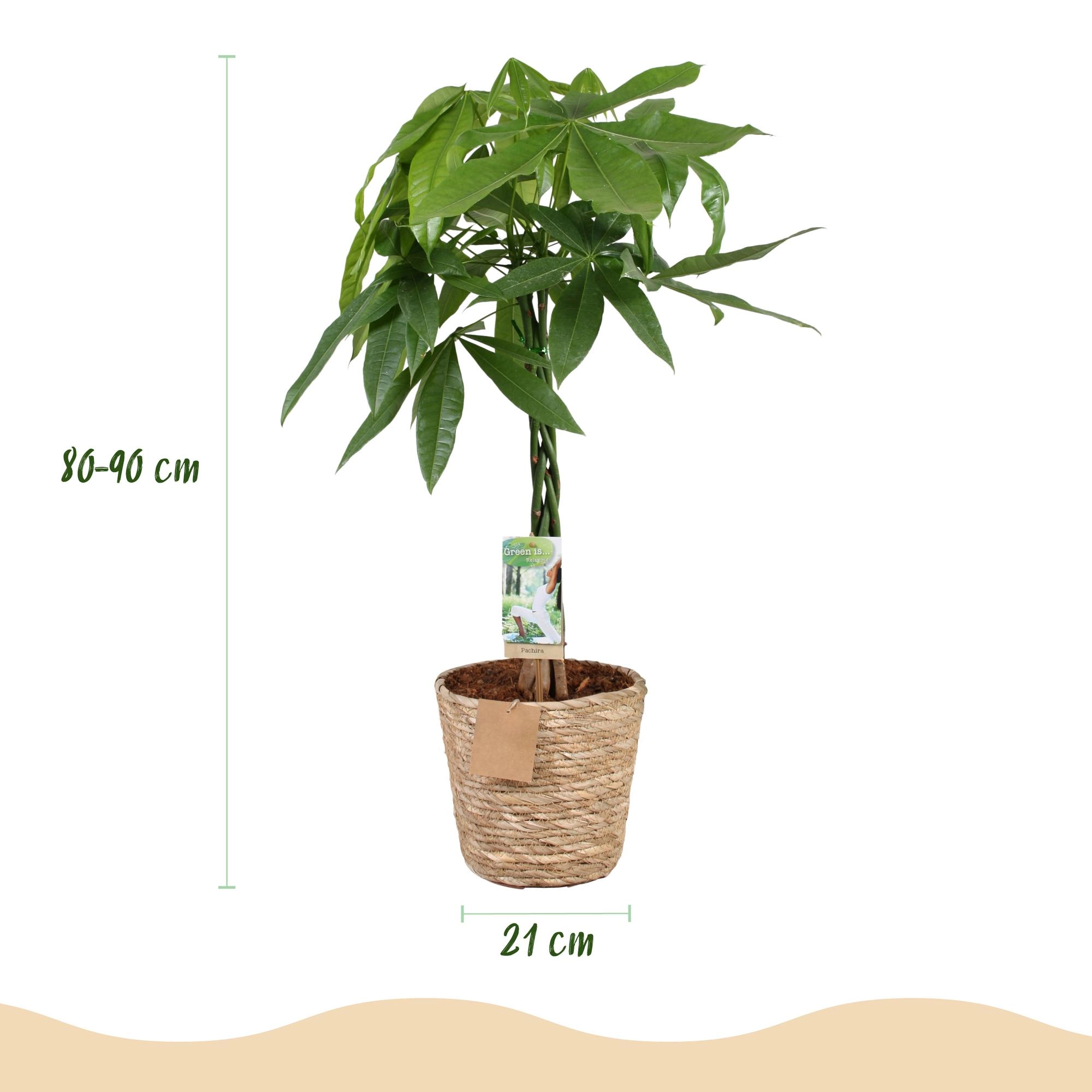 Pachira Aquatica - Geldbaum