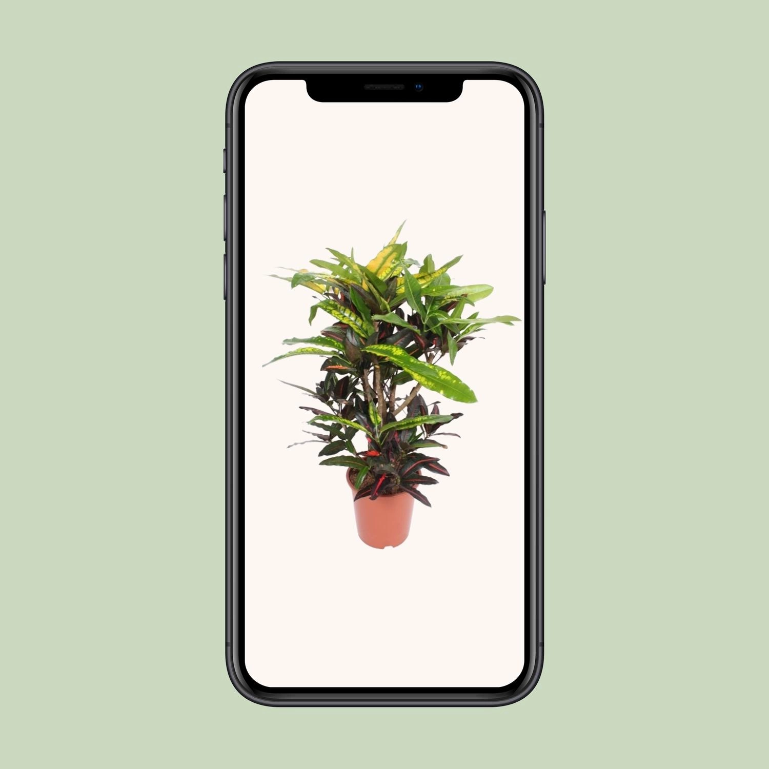 Codiaeum Mango (Croton)