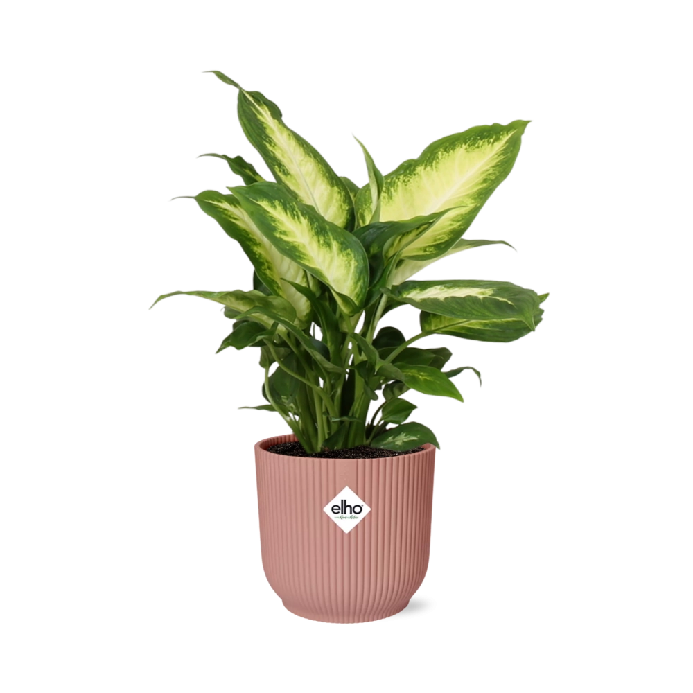 Dieffenbachia (Einblatt) – Pflegeleichte Zimmerpflanze