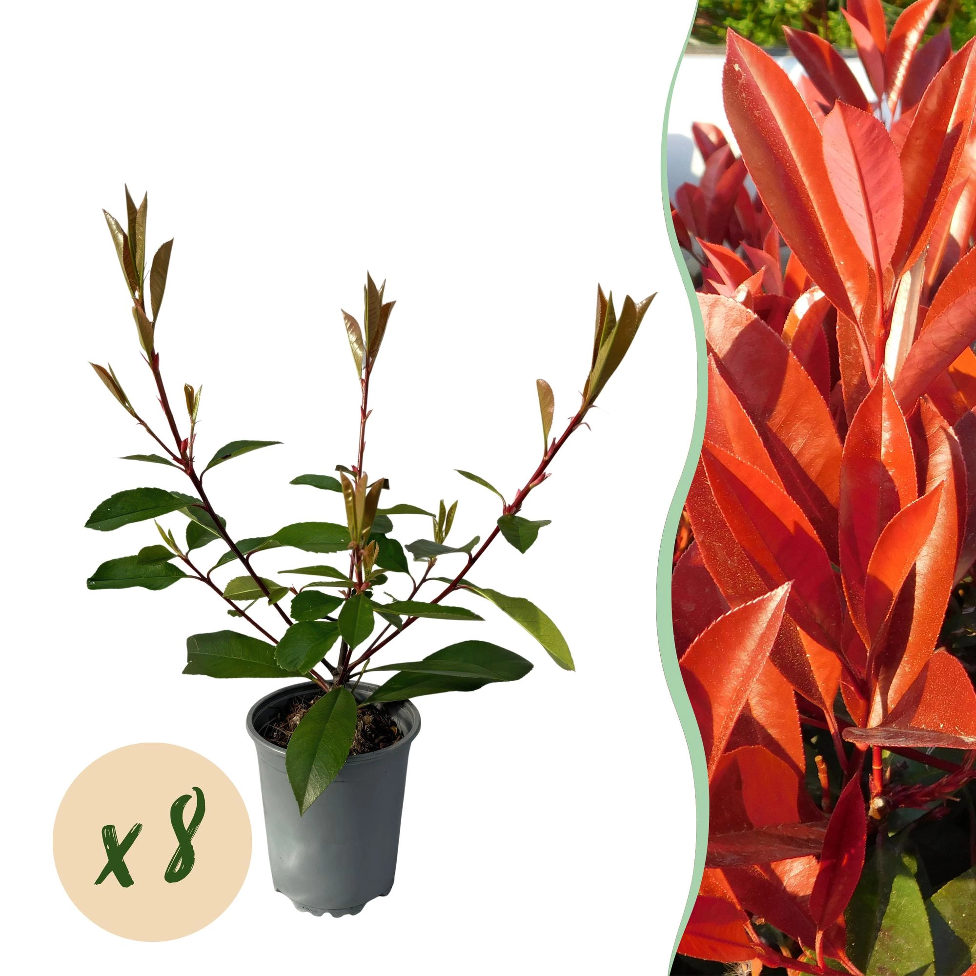 8x Photinia fraseri Red Robin - Glanzmispel - Heckenpflanzen - Immergrün - Rot - Topf 9cm - Höhe 25-35cm Bild 1