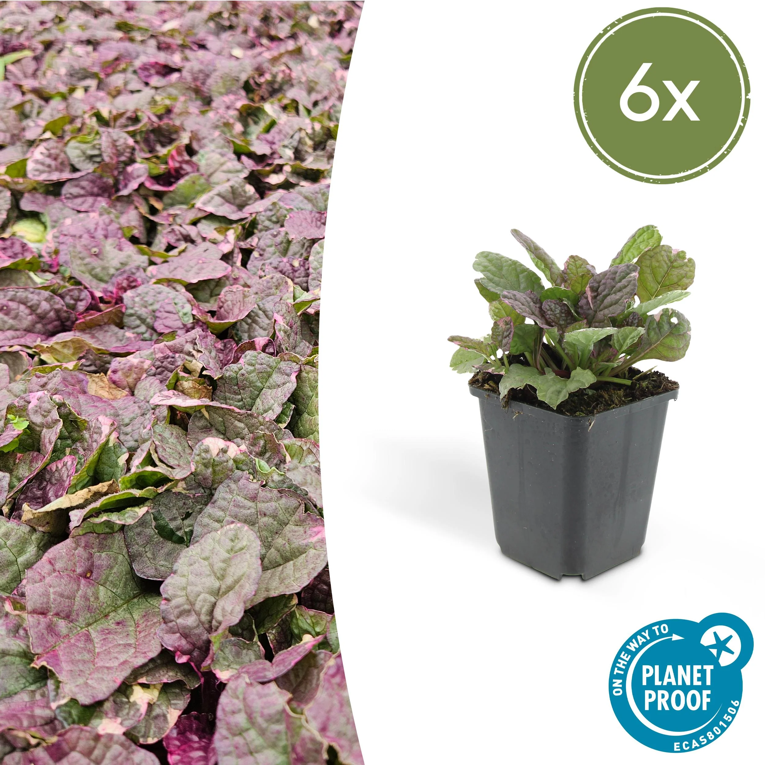 Ajuga reptans 'Burgundy Glow'
