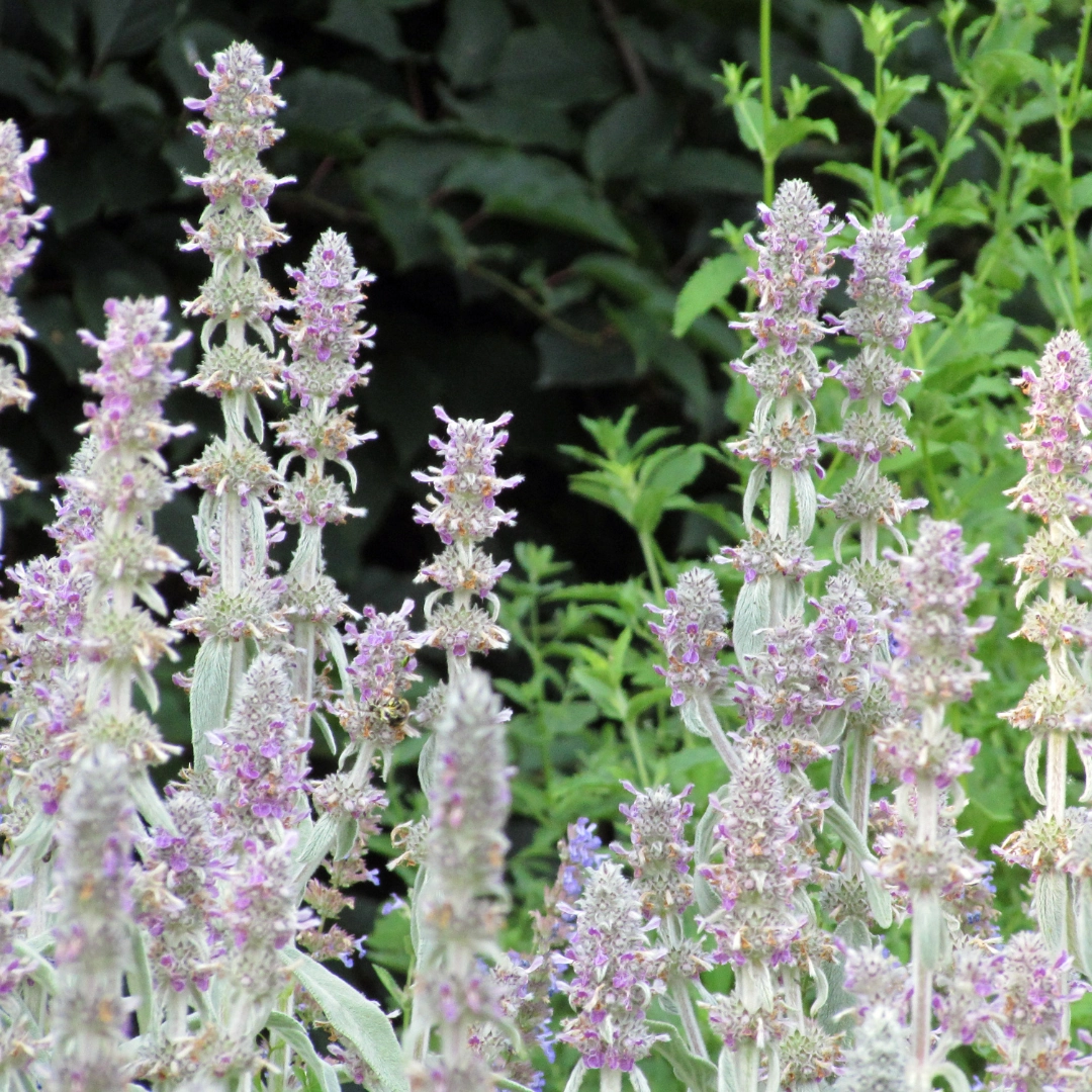 Stachys byzantina ‘Silver Carpet’