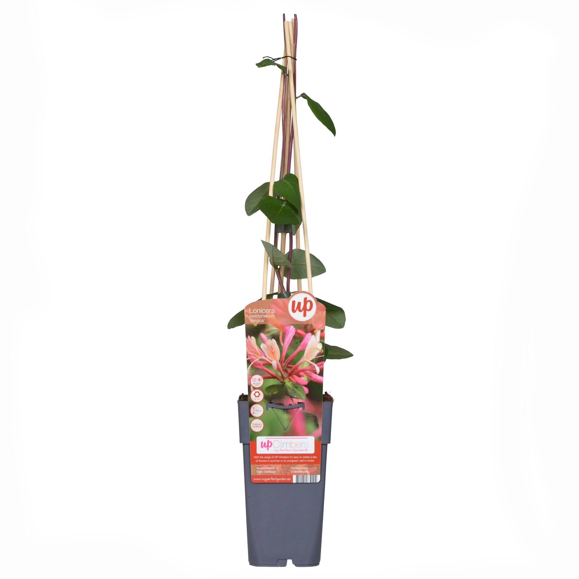 4x - Lonicera periclymenum Belgica - ↨65cm - Ø15 Bild 3