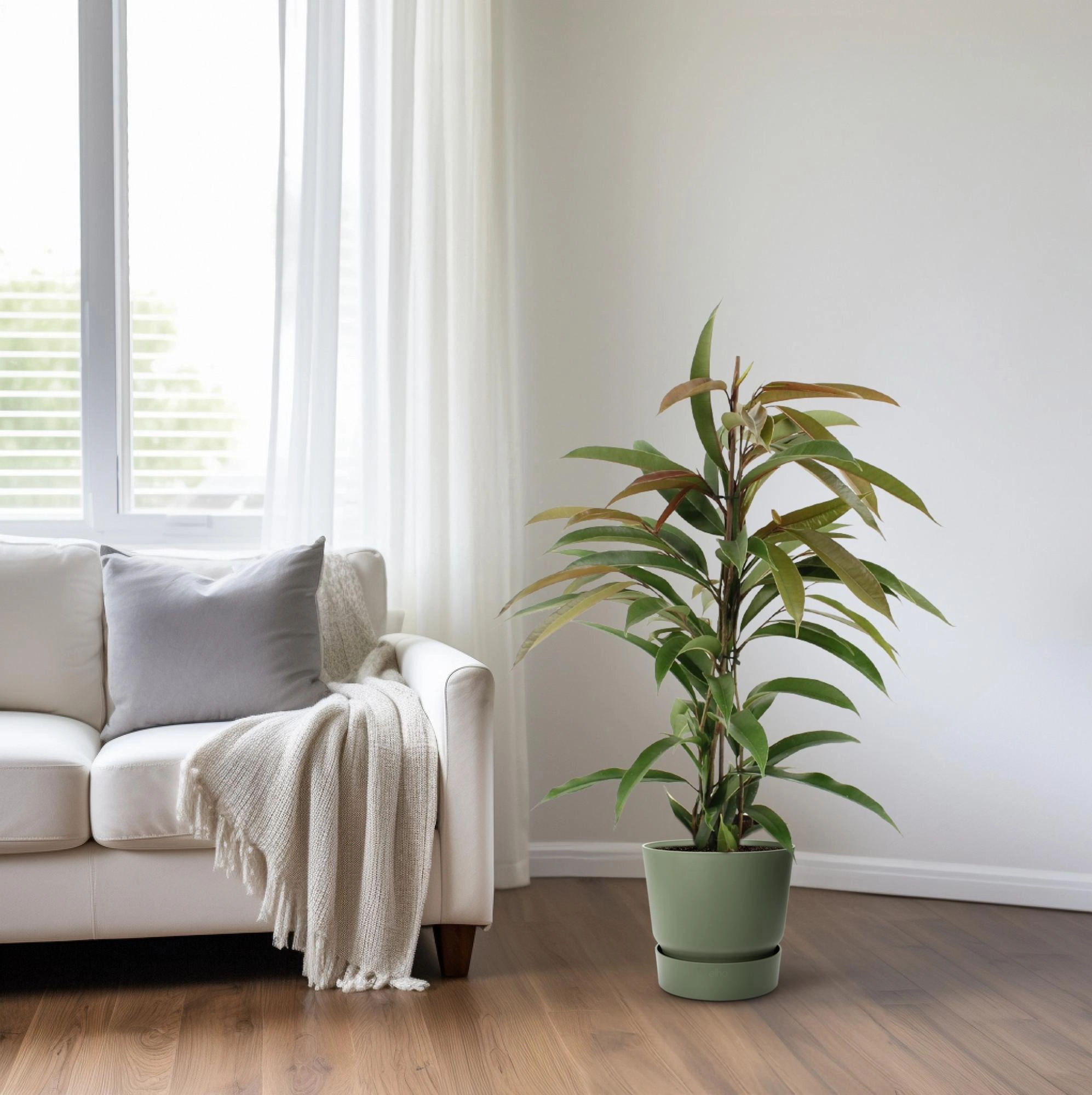 Ficus (17 cm Topf, ca. 70 cm)