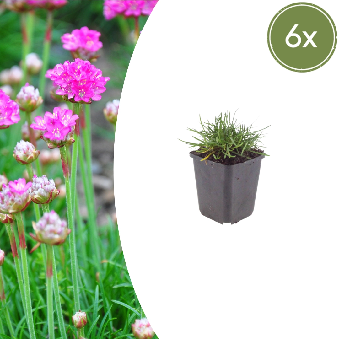 Armeria maritima 'Splendens'