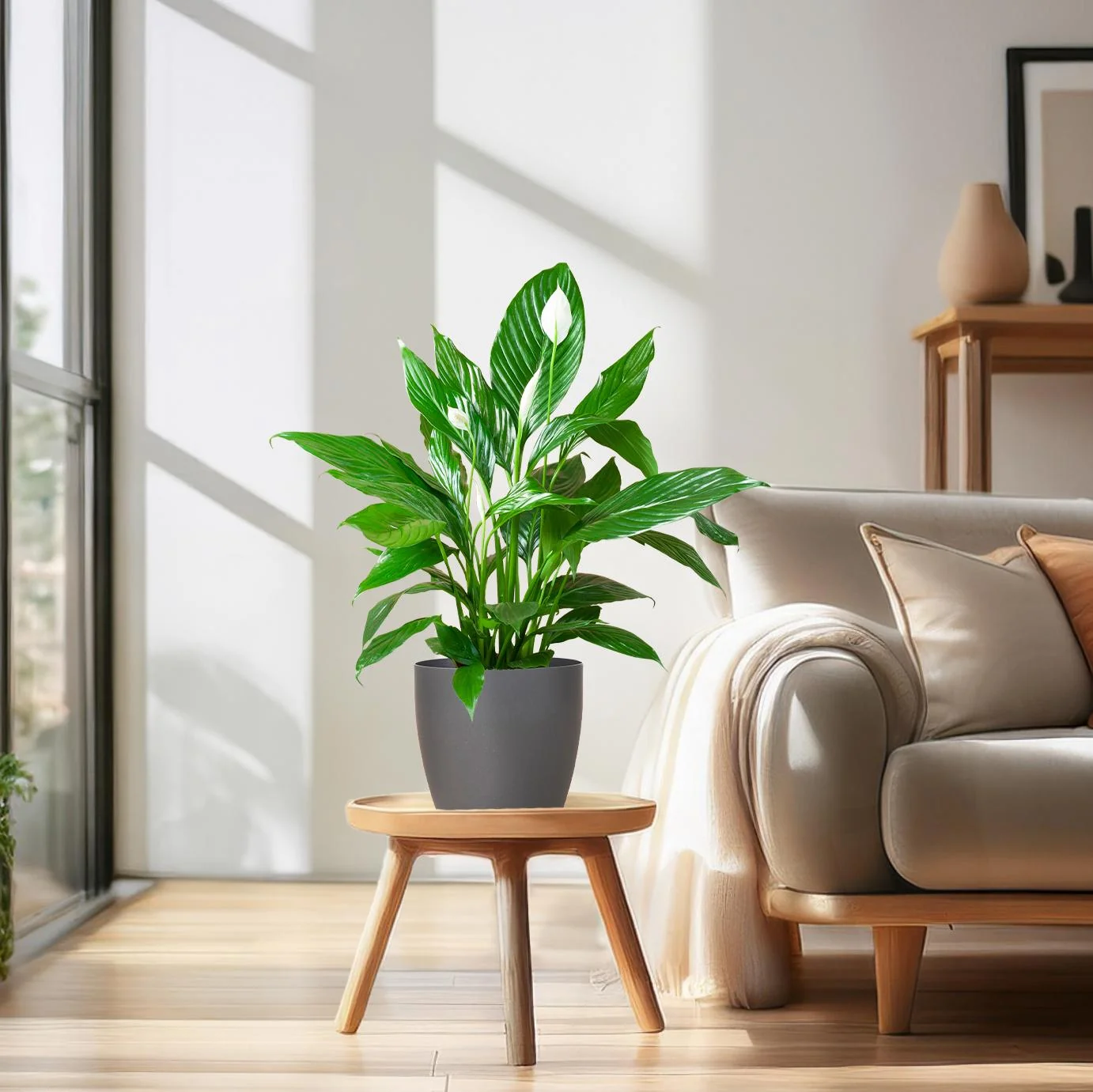 Spathiphyllum Sweet Lauretta – Friedenslilie