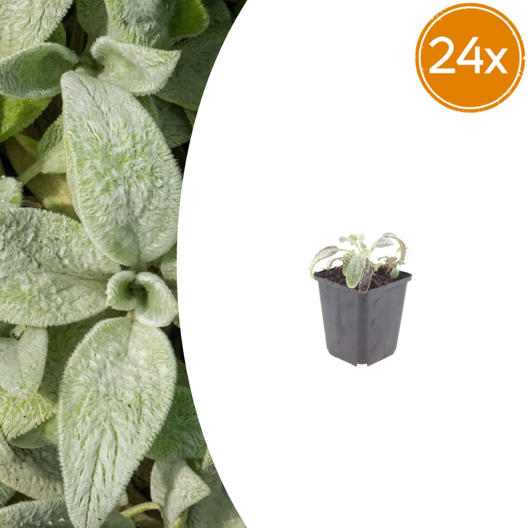 Stachys byzantina ‘Silver Carpet’