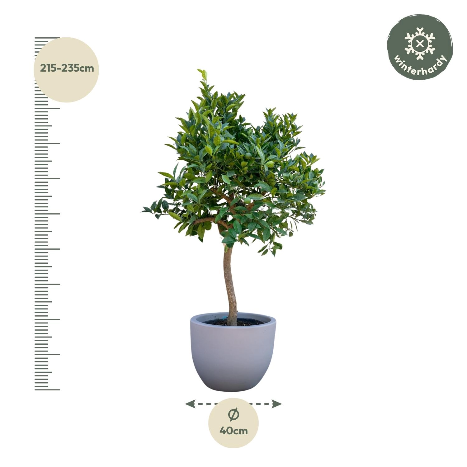Orangenbaum