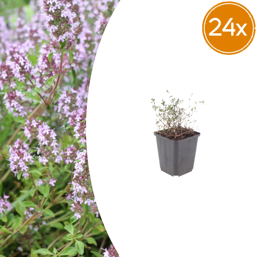 Gartenthymian (Thymus vulgaris)
