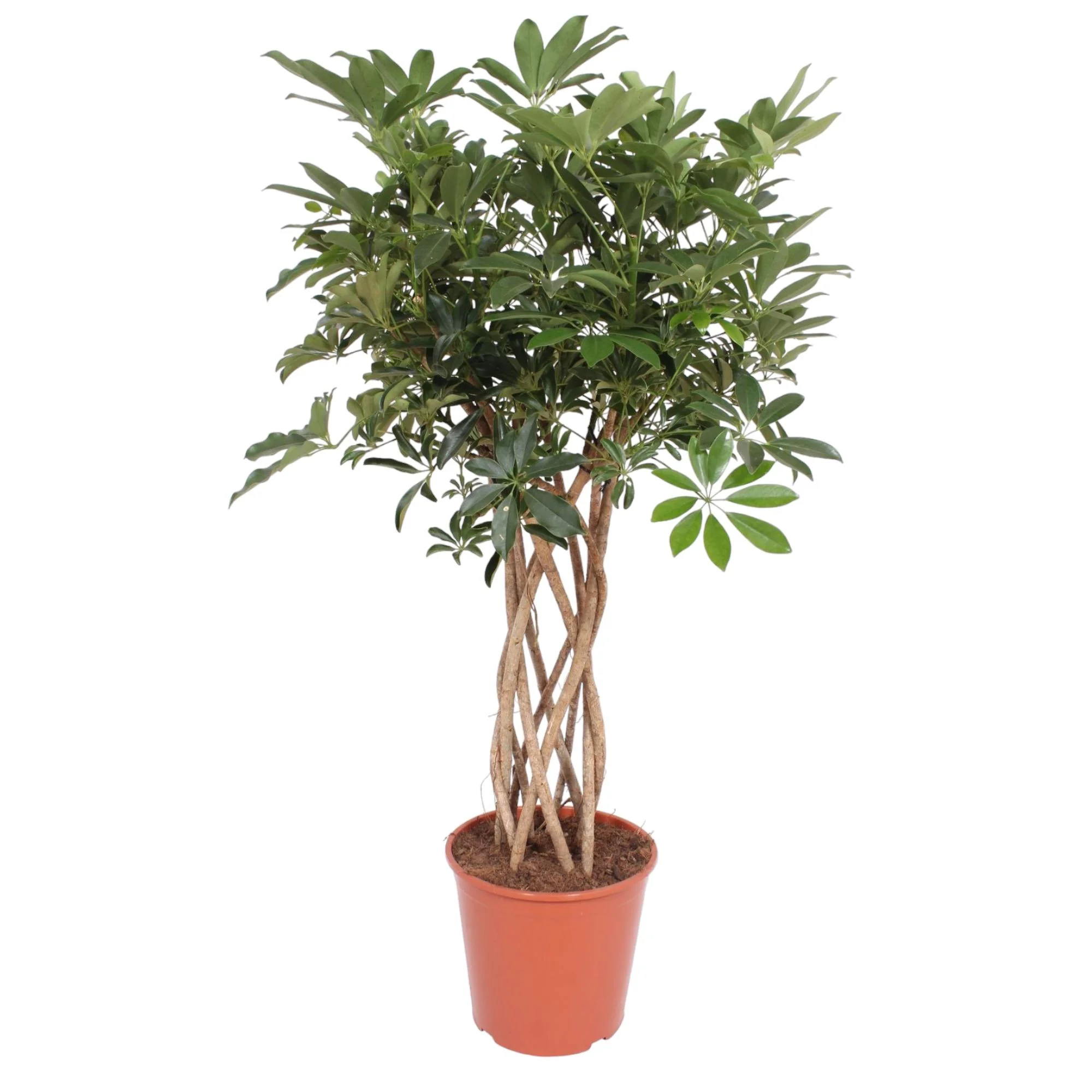 Schefflera Arboricola Compacta – Grüne Schönheiten für Dein Zuhause Bild 1