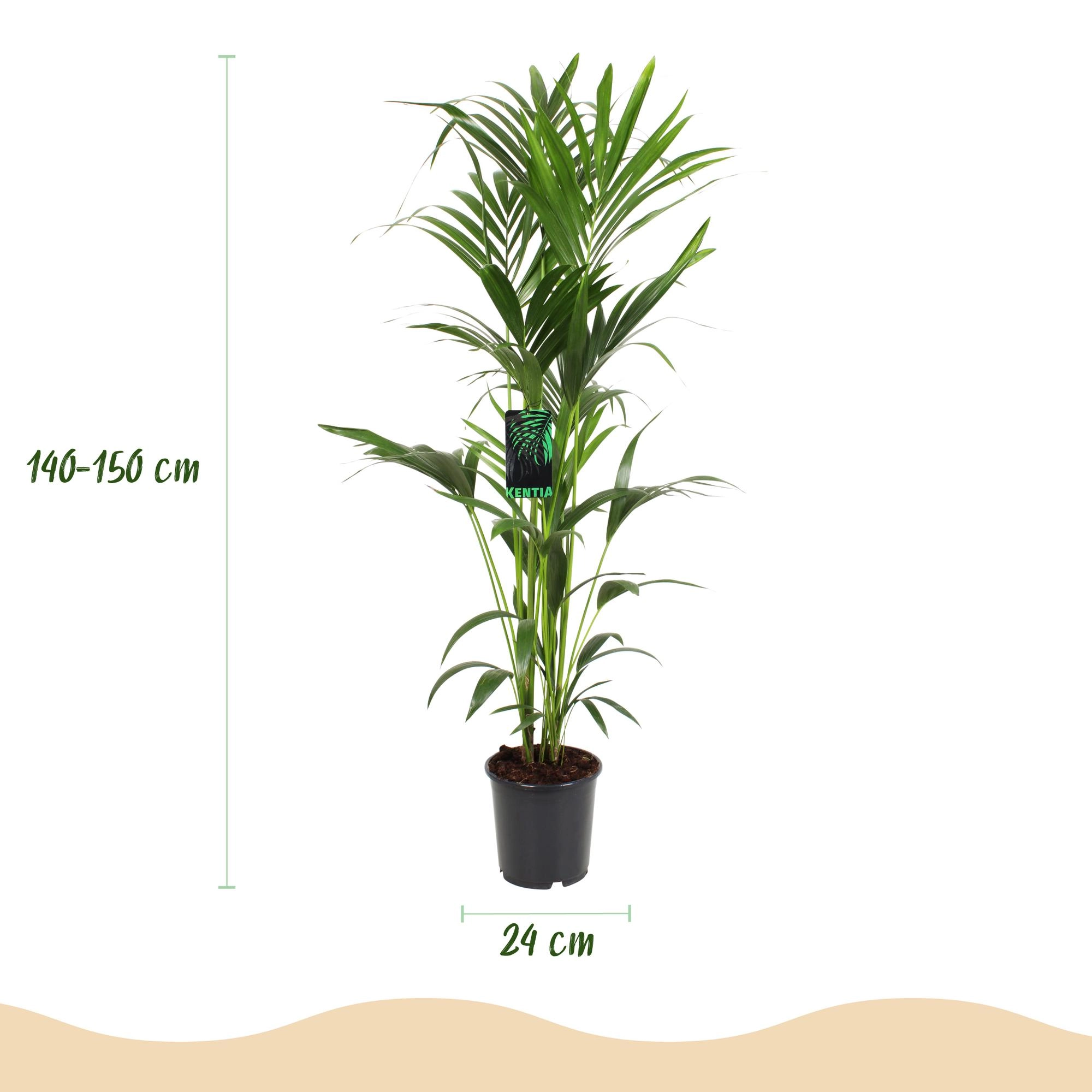 Howea Forsteriana - Kangurupalme