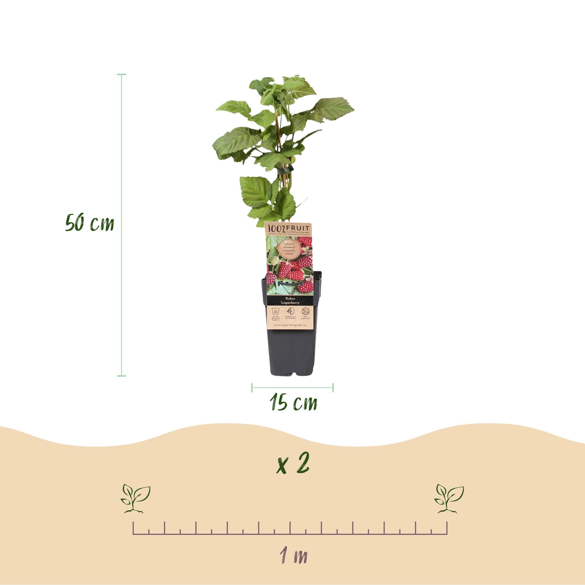 Green boutiQ - Fruit Plant - Rubus Thornless Loganberry - Thornless Raspberry - Hardy - Red Fruit - 2 Plants - Pot 15cm - Height 50cm Bild 3