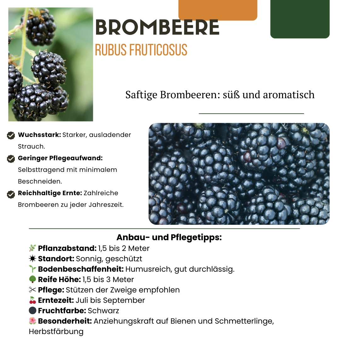 3 x Bio-Brombeerpflanzen – Ø 13 cm – ↨ 20 cm Bild 7