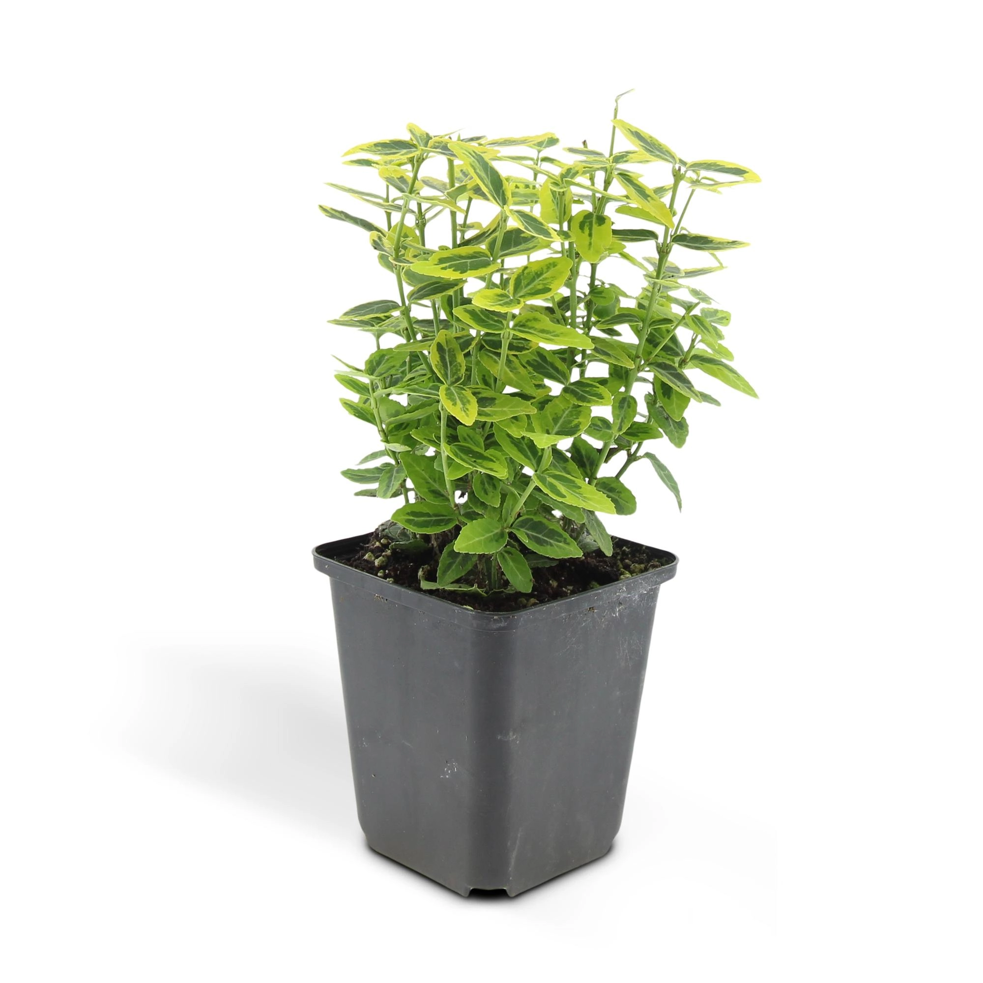 48x Euonymus fort. Emerald n Gold’ - ↕10-25cm - Ø9cm Bild 2