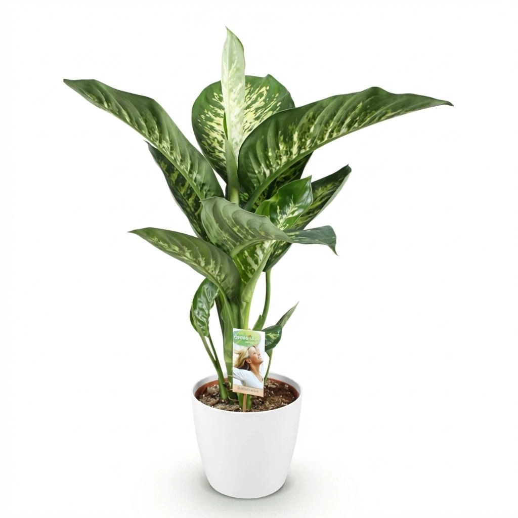 Dieffenbachia Tropic Snow