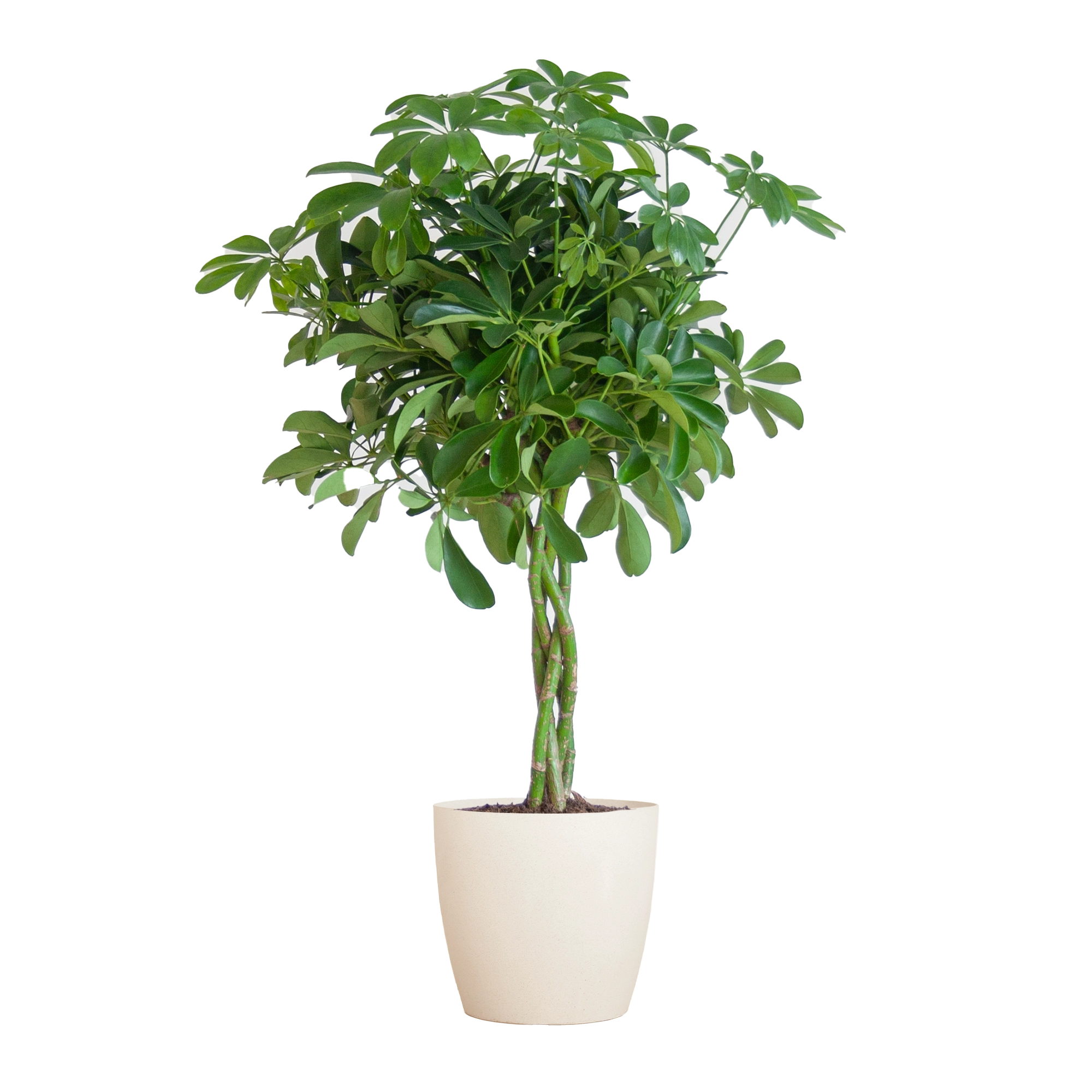 Schefflera Arboricola Nora