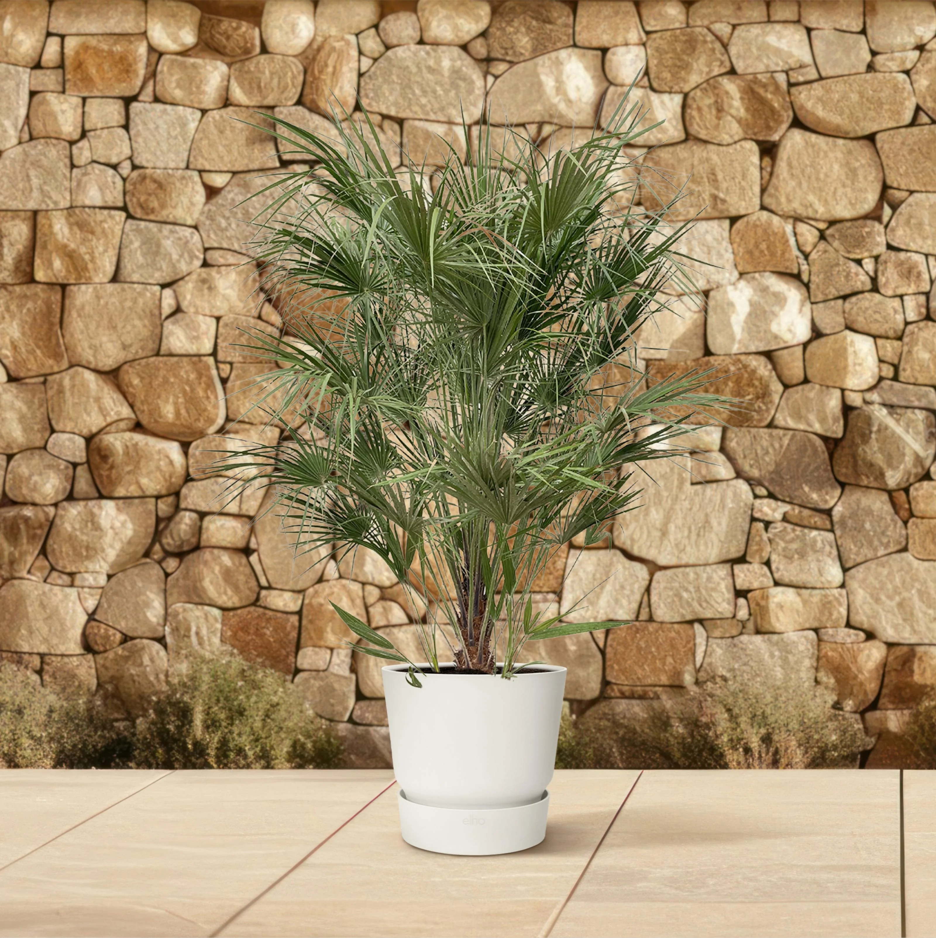 Chamaerops Humilis struik - 170cm- Ø30