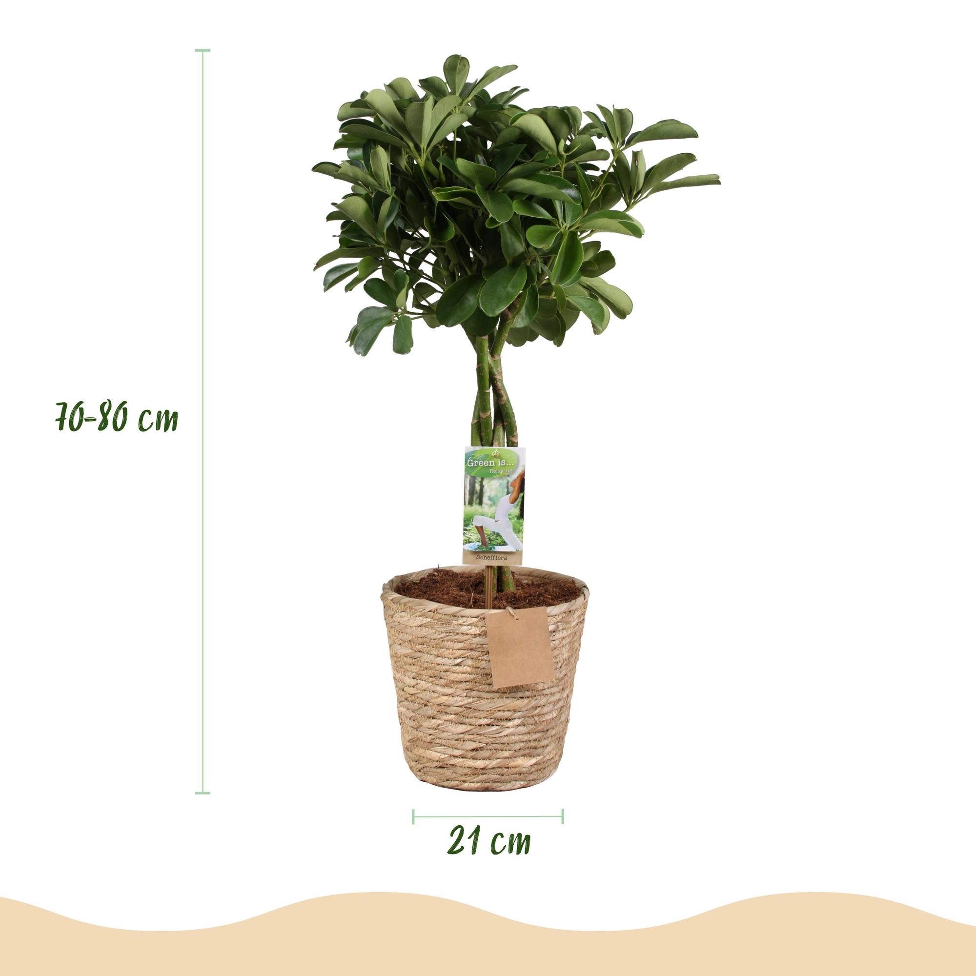 Schefflera Nora